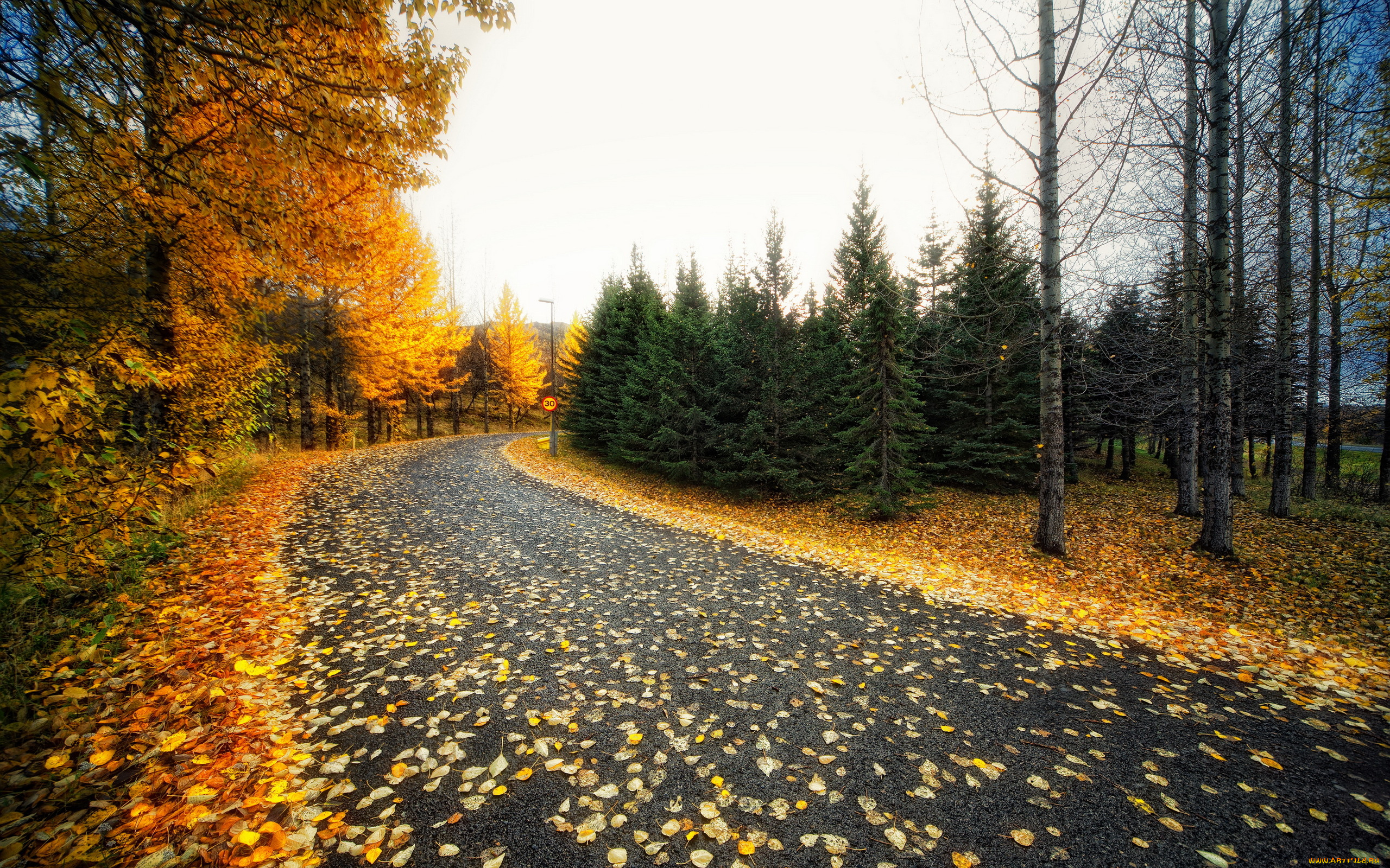 природа, дороги, осень, дорога, деревья