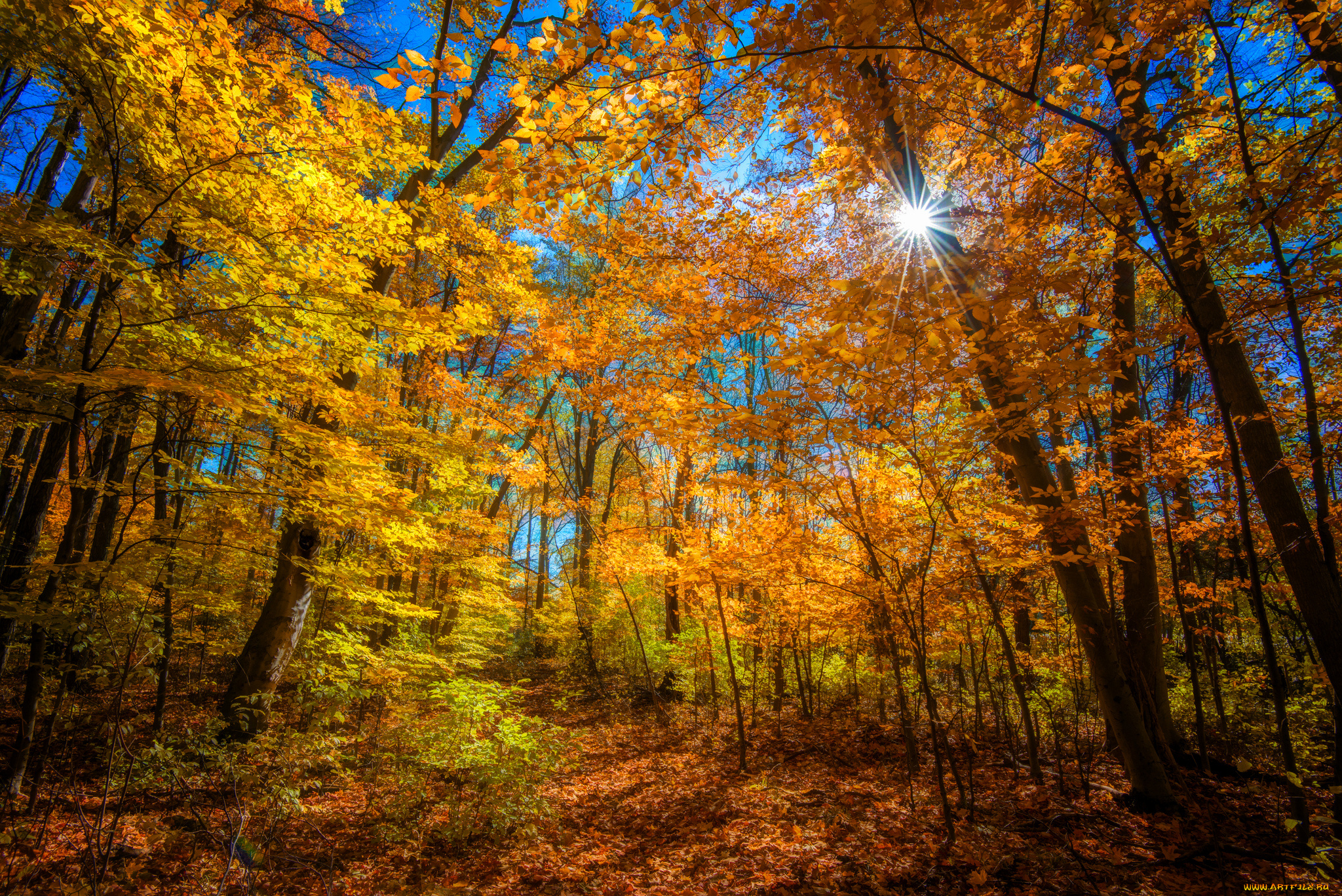 природа, лес, осень, лучи, свет