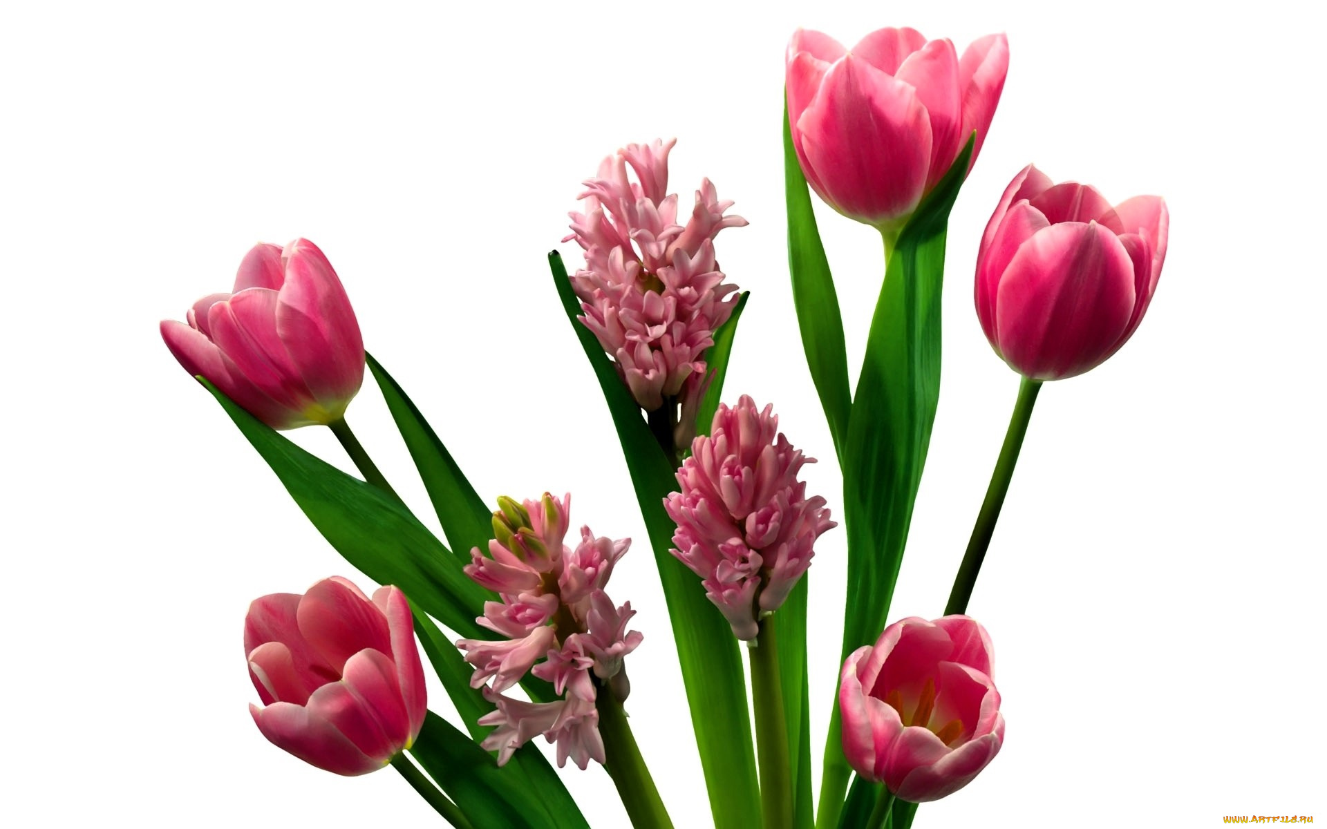 цветы, разные, вместе, тюльпаны, розовые, гиацинты