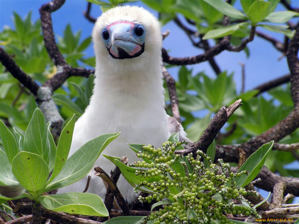 booby, chick, животные, олуши