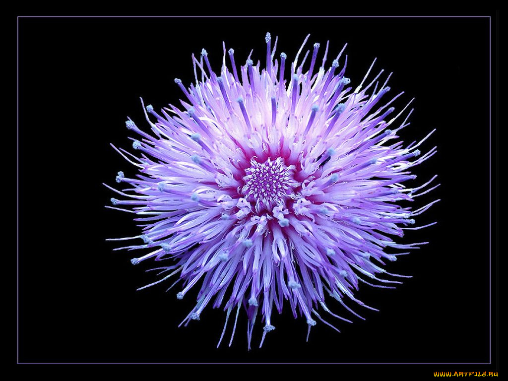 thistle, flower, цветы, агератум