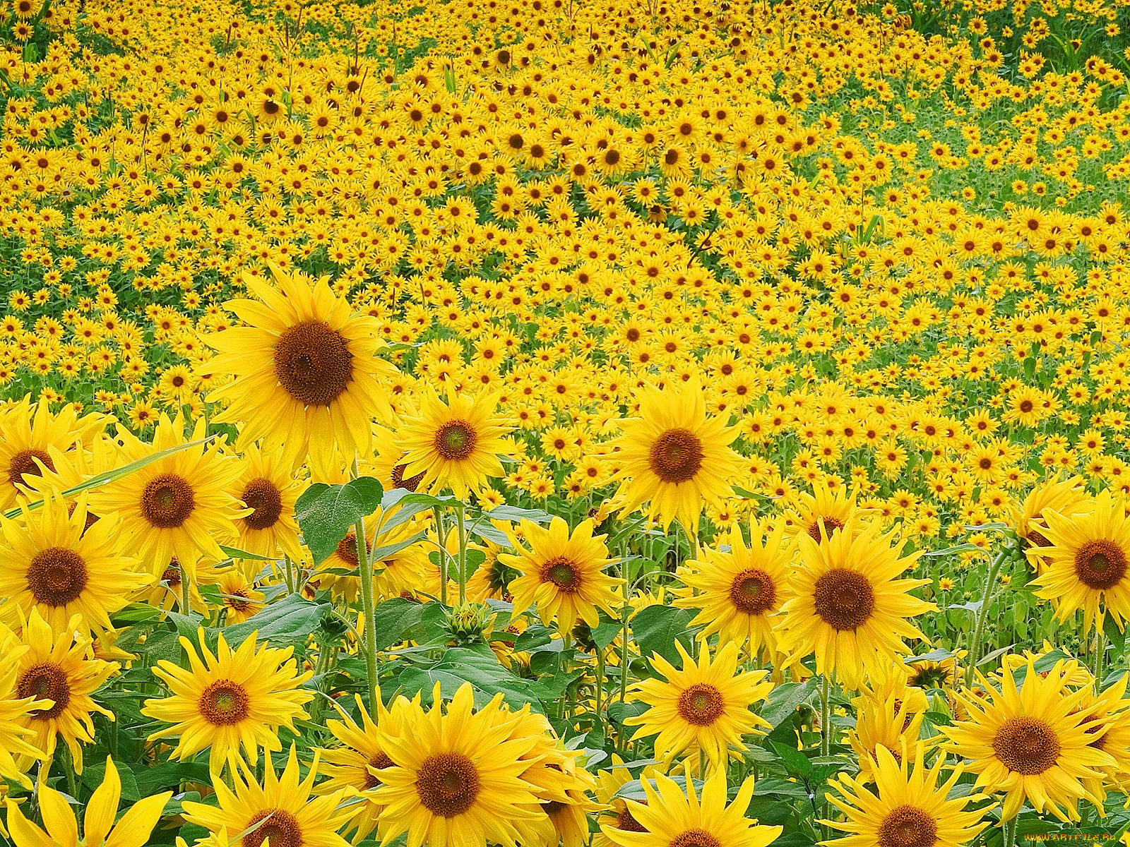 sunflower, field, цветы, подсолнухи