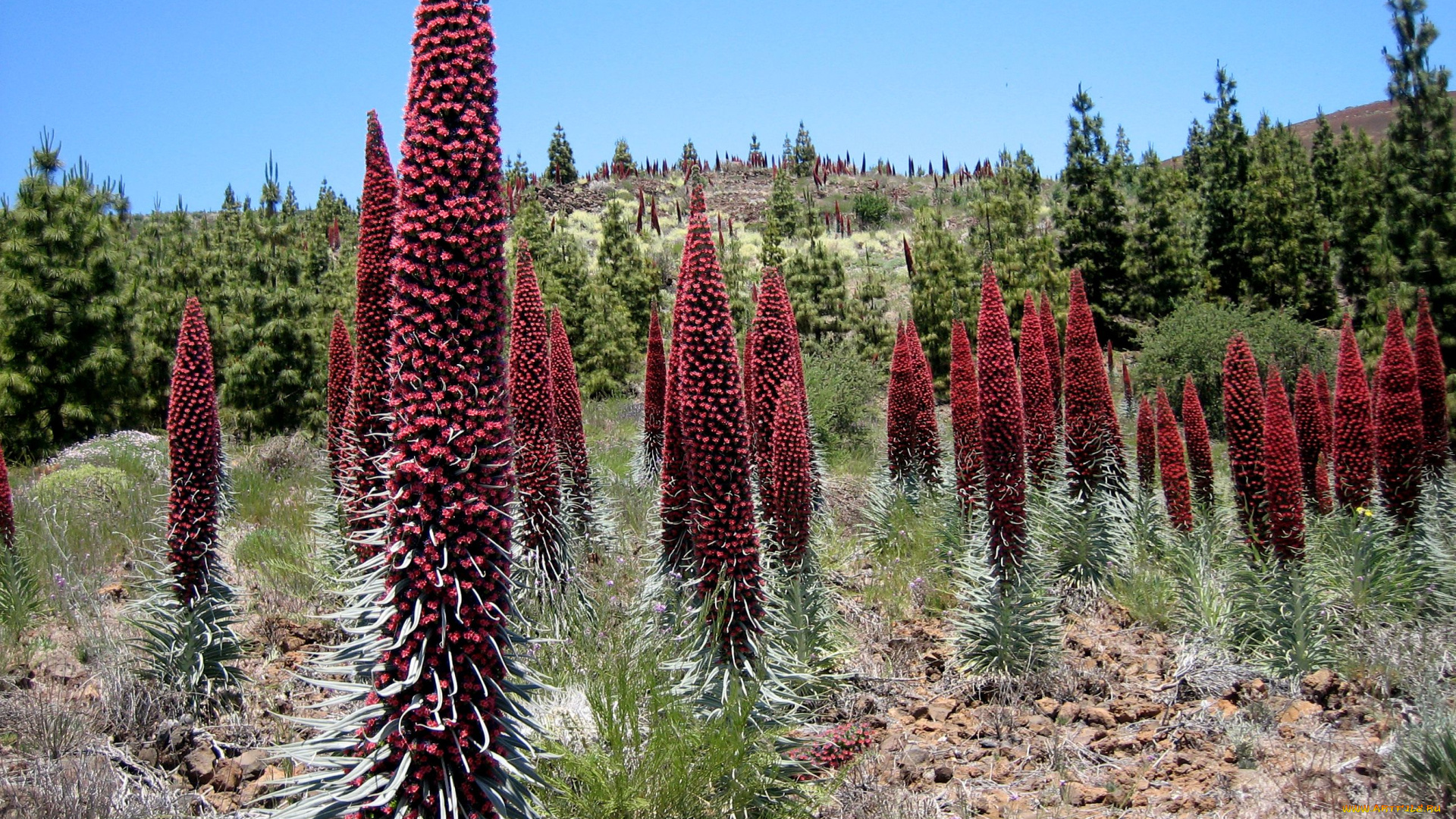 las, canadas, del, teide, природа, другое, тенерифе