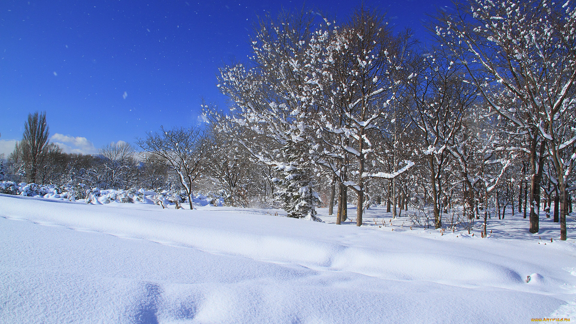 природа, зима, снег, деревья