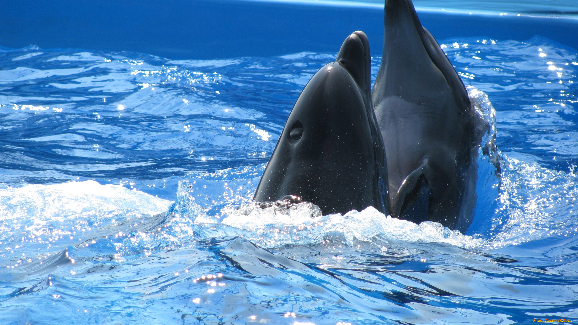 животные, дельфины, вода, дельфин
