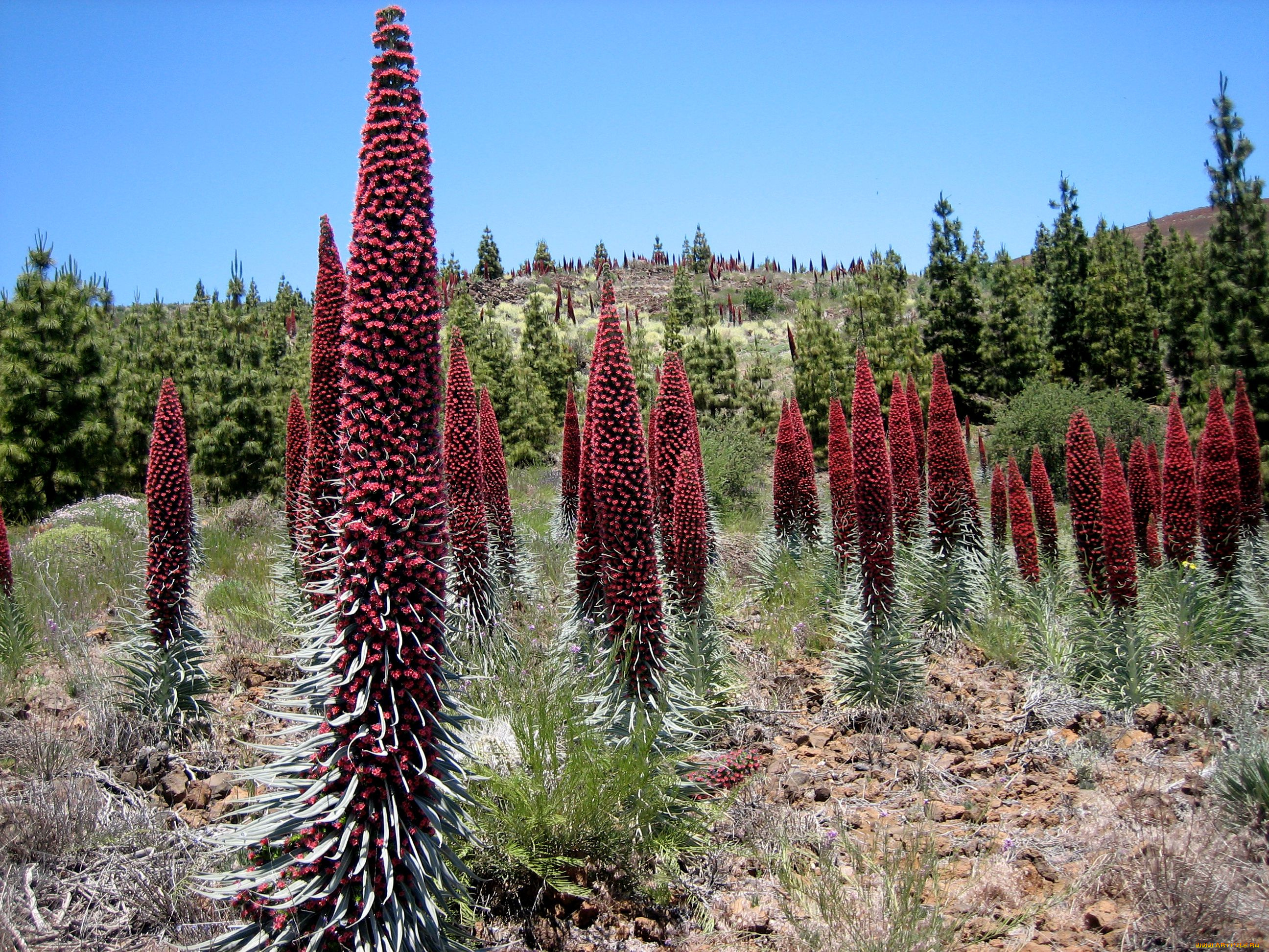 las, canadas, del, teide, природа, другое, тенерифе