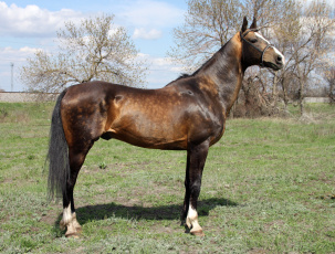 Картинка животные лошади конь лошадь ахалтекинец жеребец