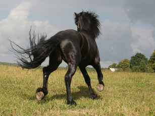 Картинка животные лошади конь лошадь ахалтекинец фризский жеребец фриз