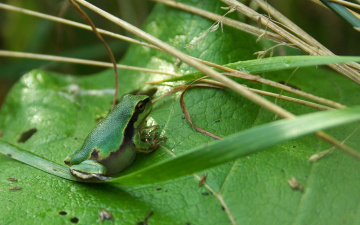 Картинка животные лягушки зеленое