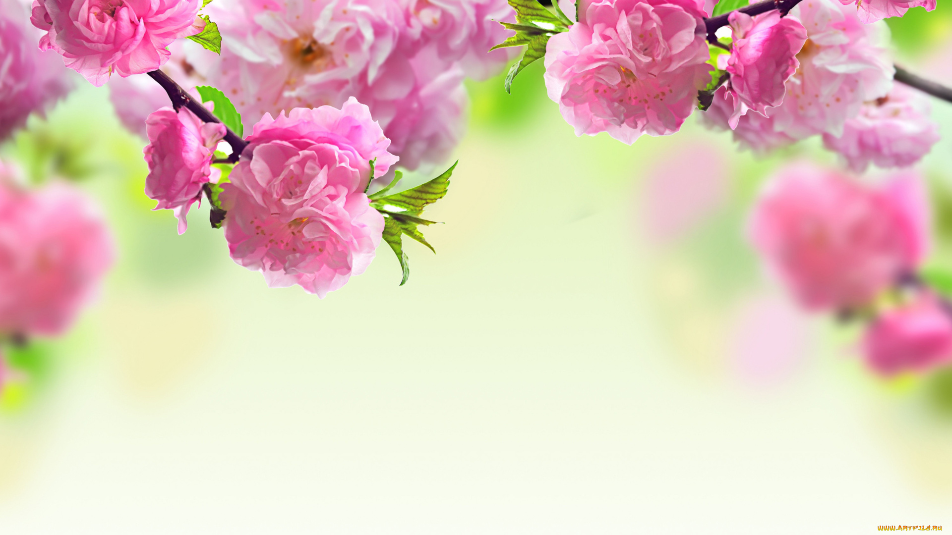 цветы, сакура, вишня, ветки