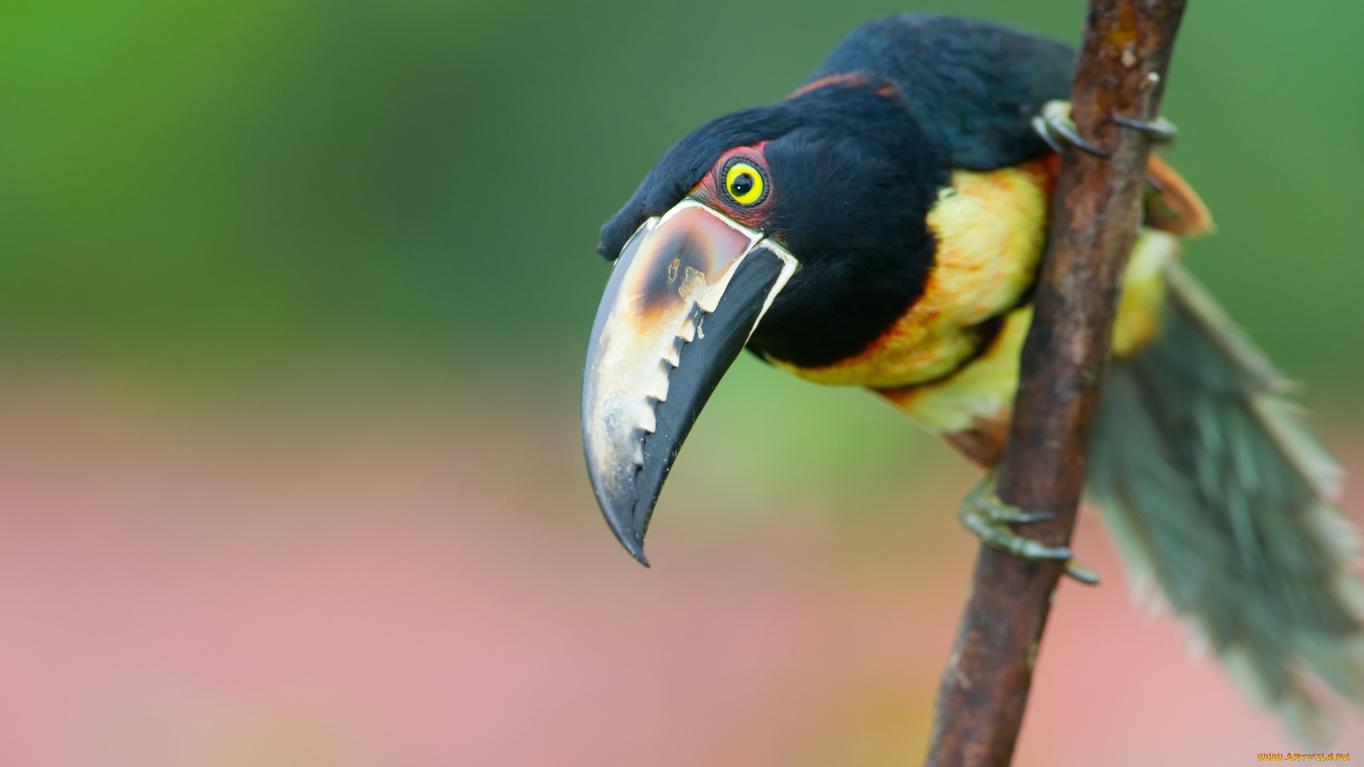 toucan, животные, туканы, взгляд, ветка, птица, тукан, клюв