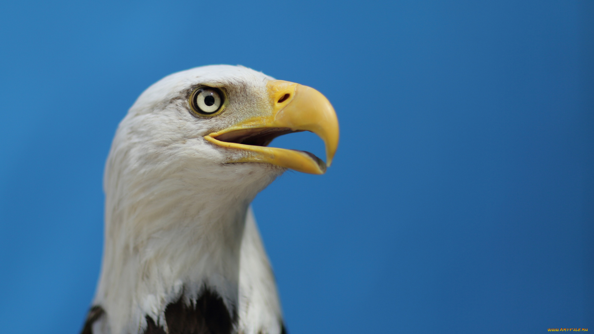 животные, птицы, хищники, белоголовый, орлан, bald, eagle, небо