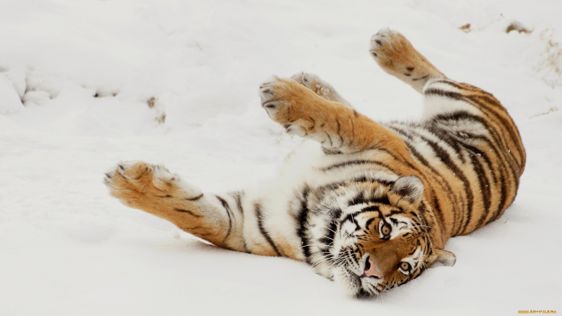 животные, тигры, снег, игра