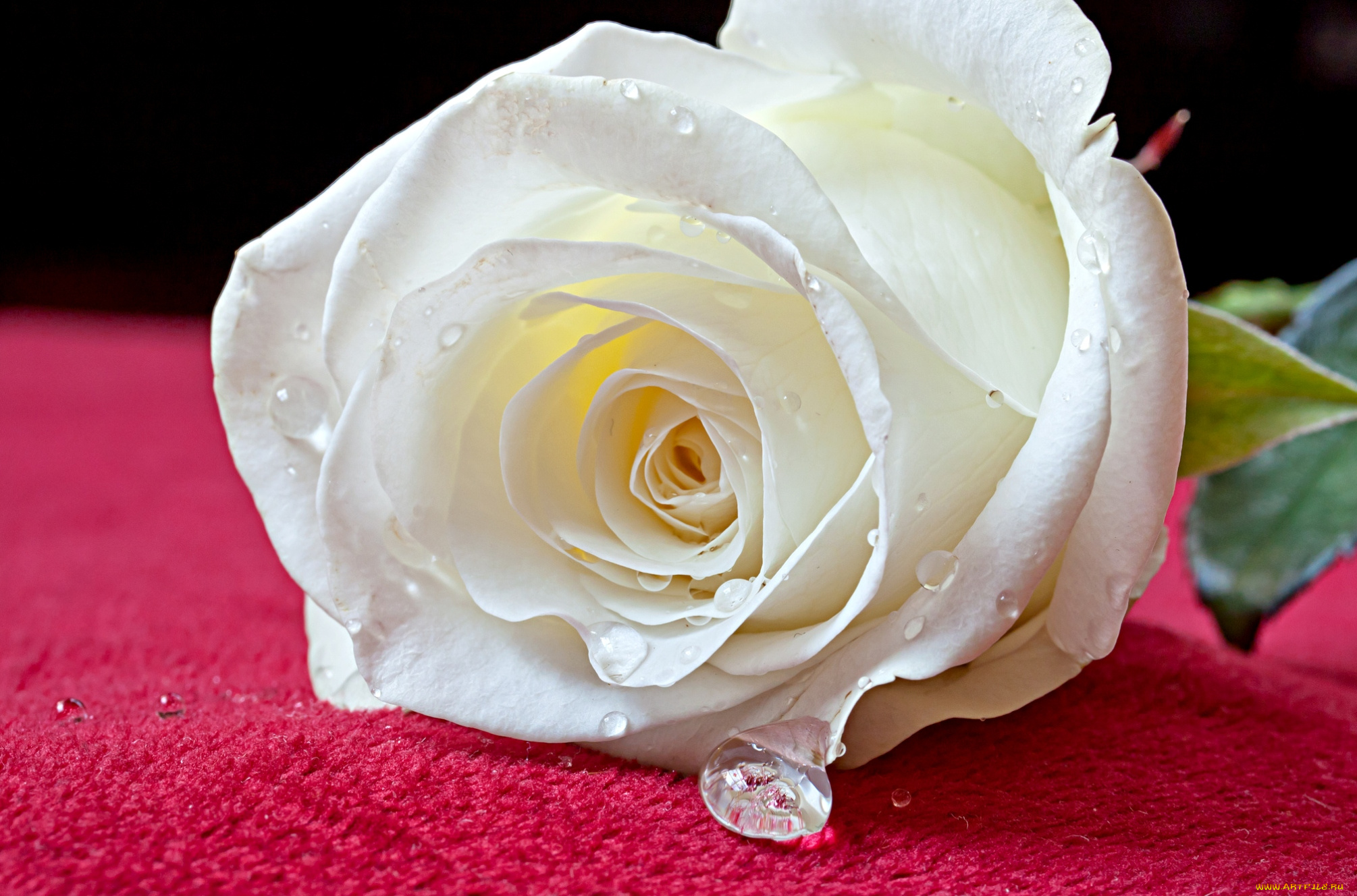 Гулла 4. Чайно-гибридные розы белый шоколад (White Chocolate). Вайт Роуз. Садбарги Сафед.