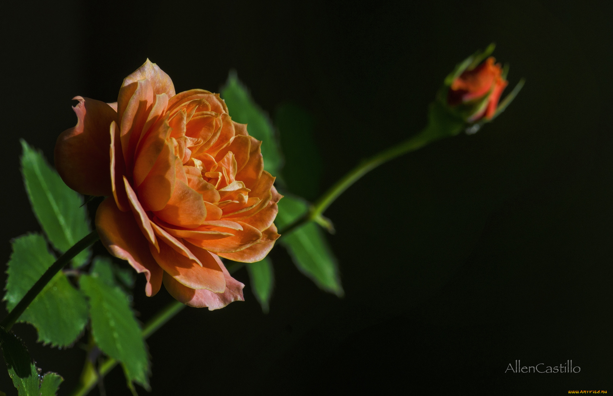цветы, розы, бутон, оранжевый