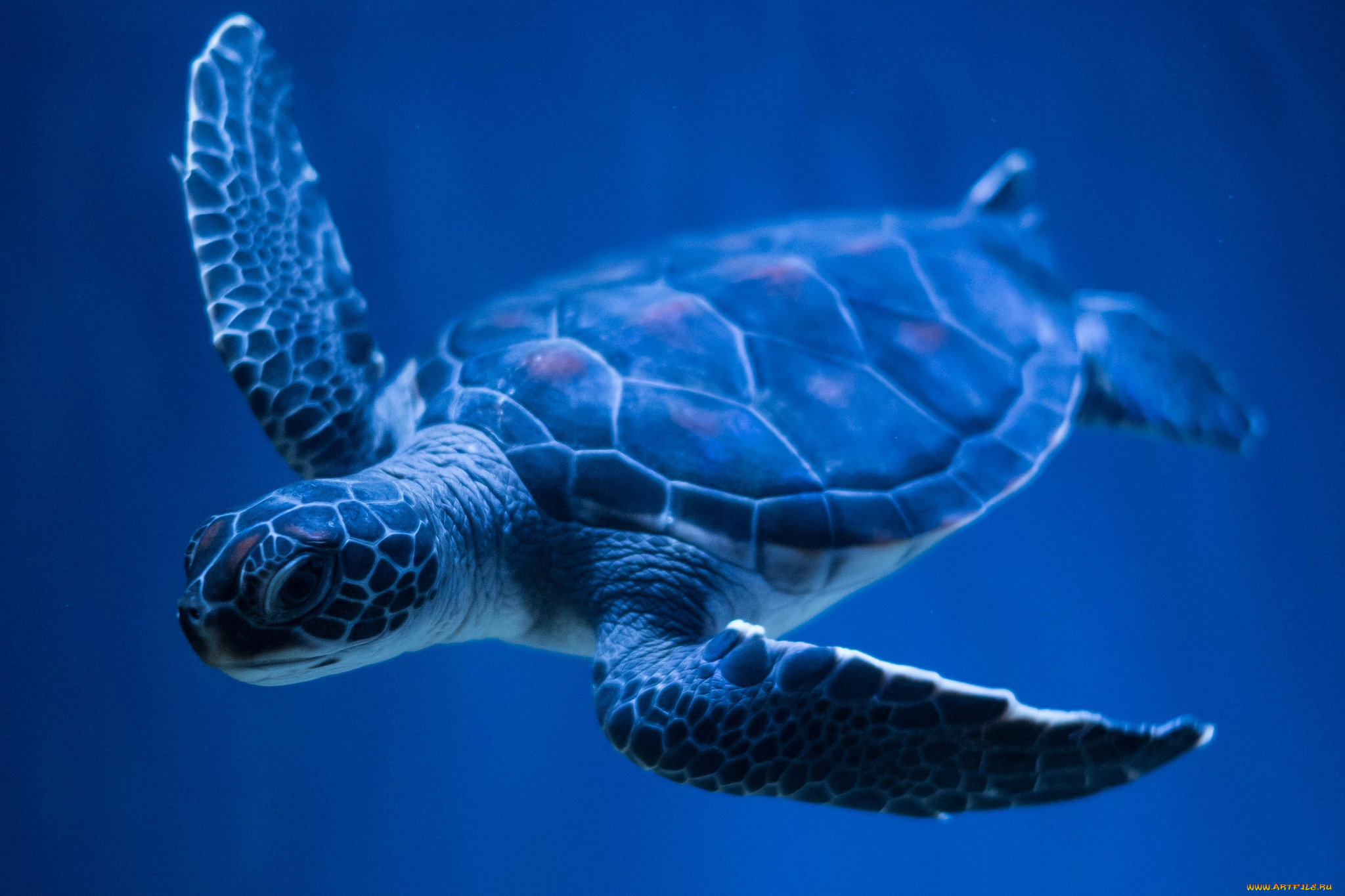 Turtle черепаха. Морская черепаха бисса. Панцирь морской черепахи. Черепаха бисса (Каретта). Черепаха бисса панцирь.