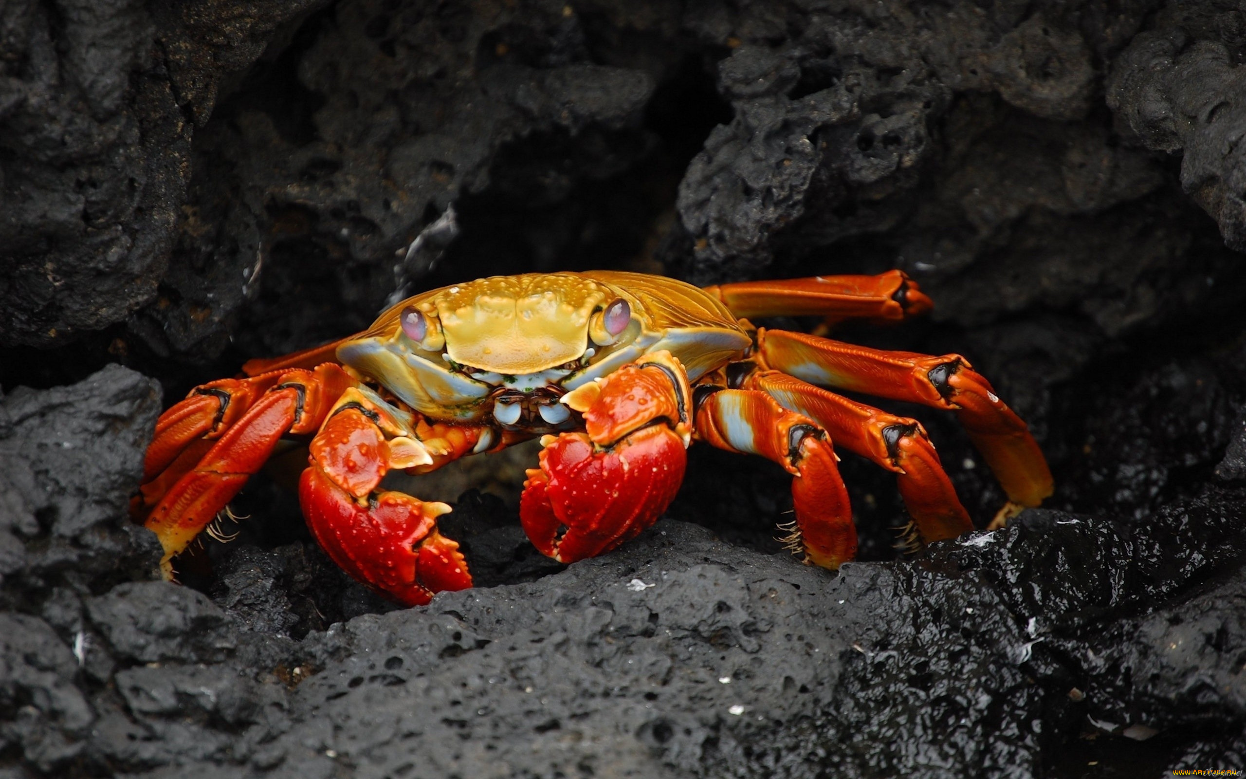 crab, животные, крабы, раки, краб, подводный, мир