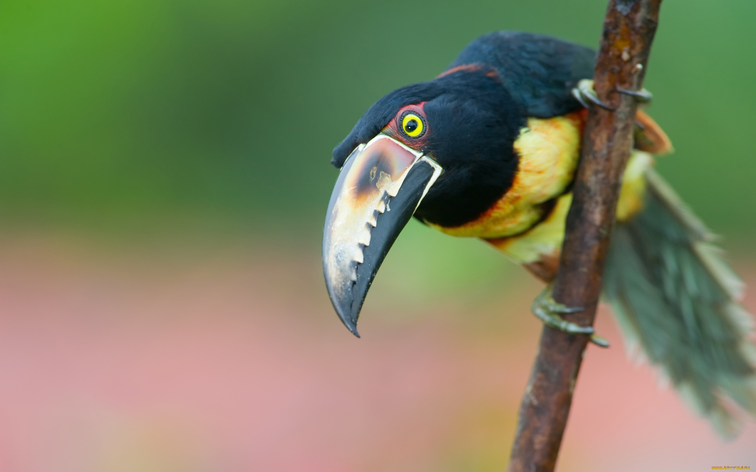 toucan, животные, туканы, взгляд, ветка, птица, тукан, клюв