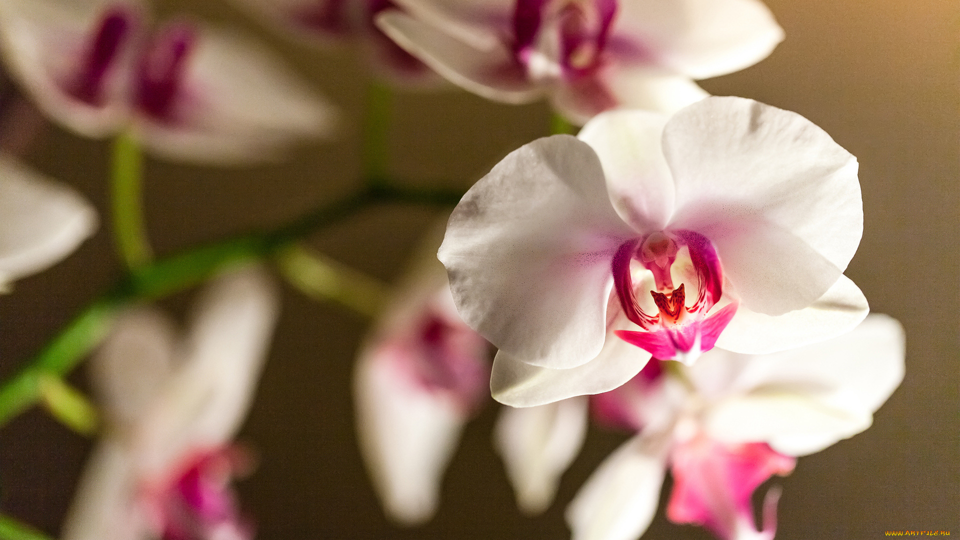 цветы, орхидеи, фалинопсис, цветок, орхидея
