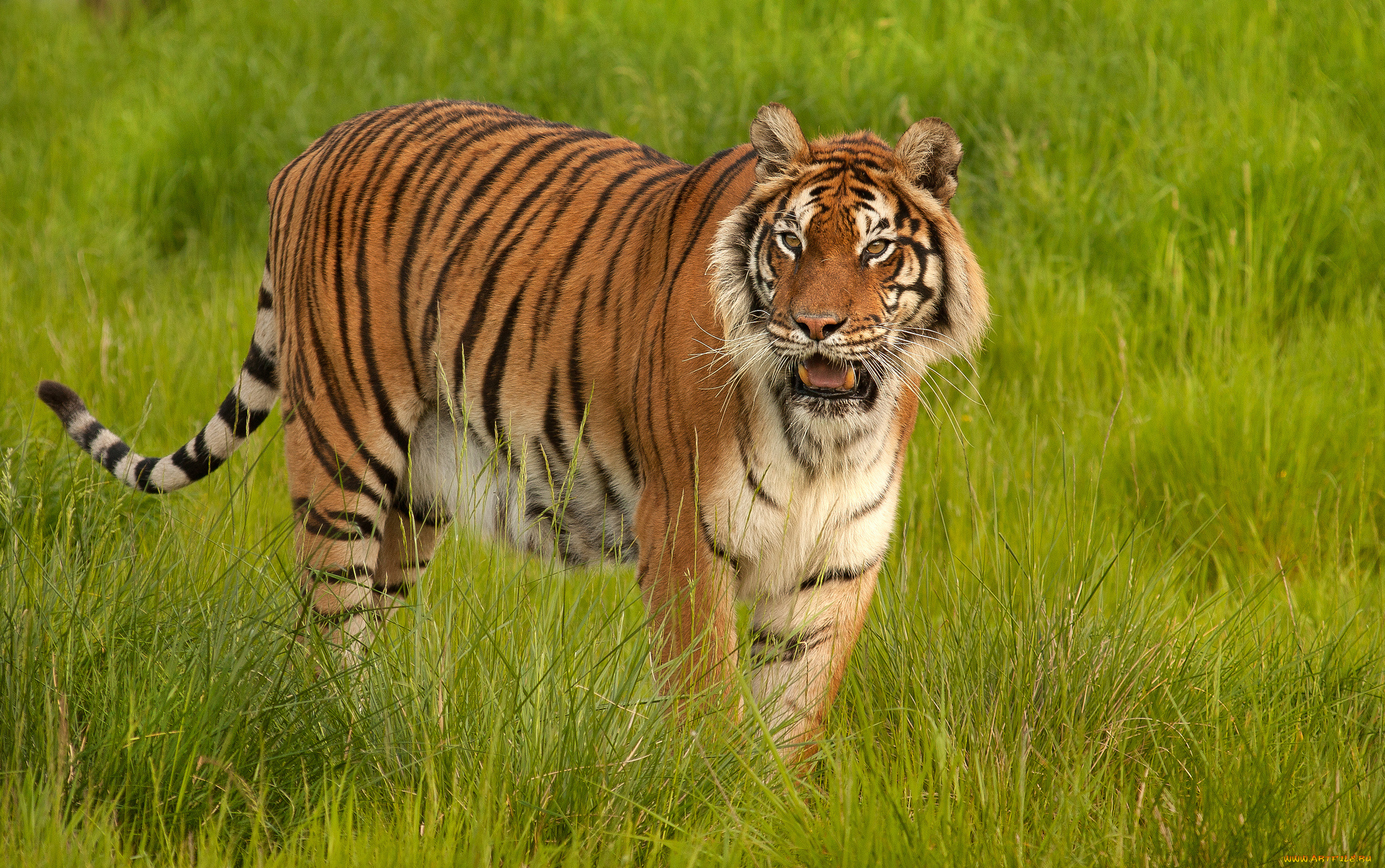 животные, тигры, трава, тигр