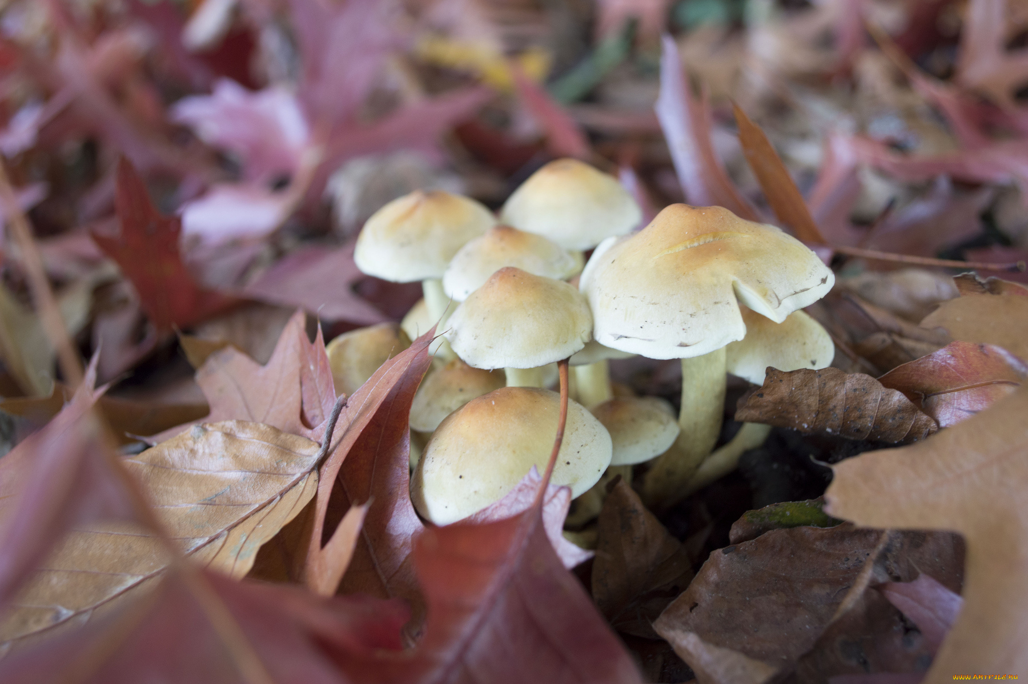 природа, грибы, осень, листья