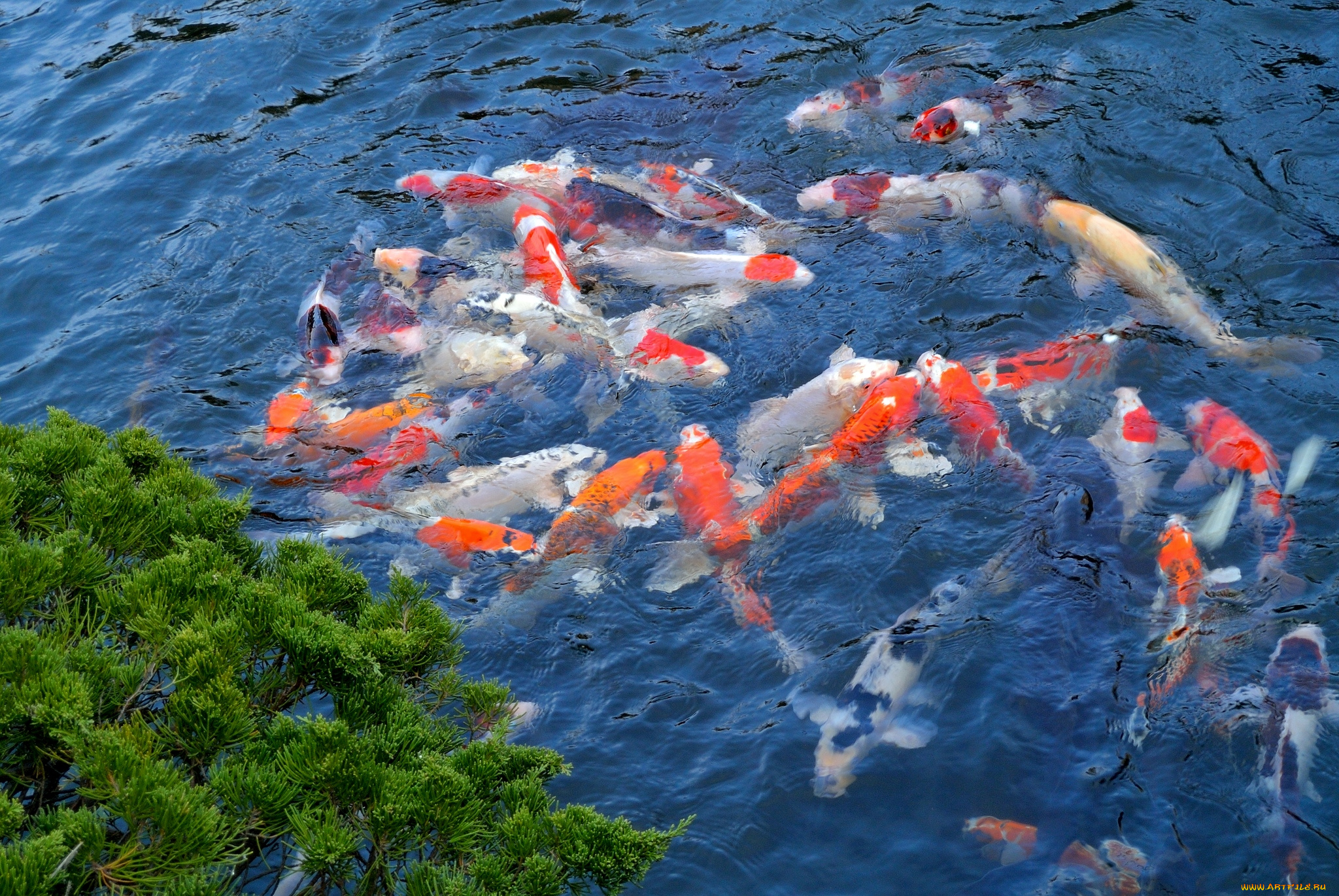 Рыбки в пруду под поваленным деревом без смс