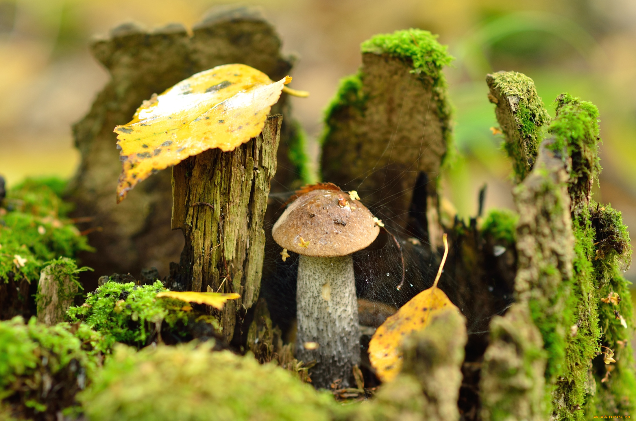 Лесные грибы на пне без смс