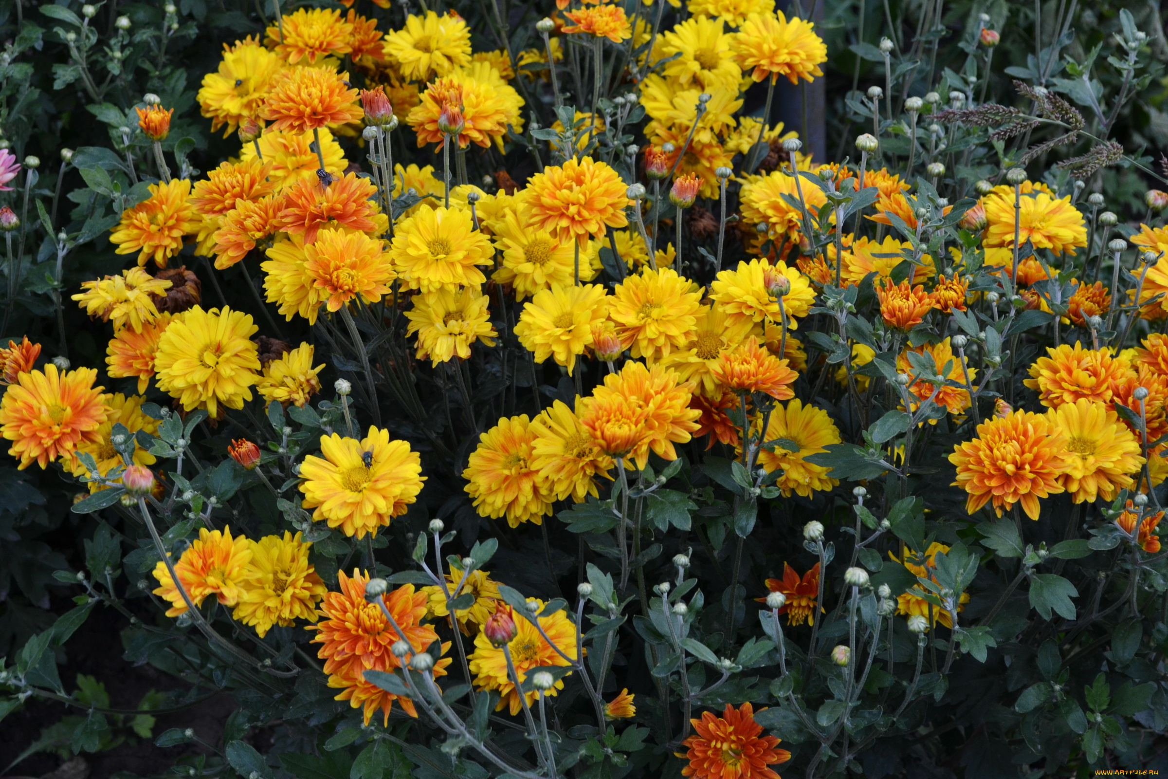 цветы, хризантемы, куст, желтые