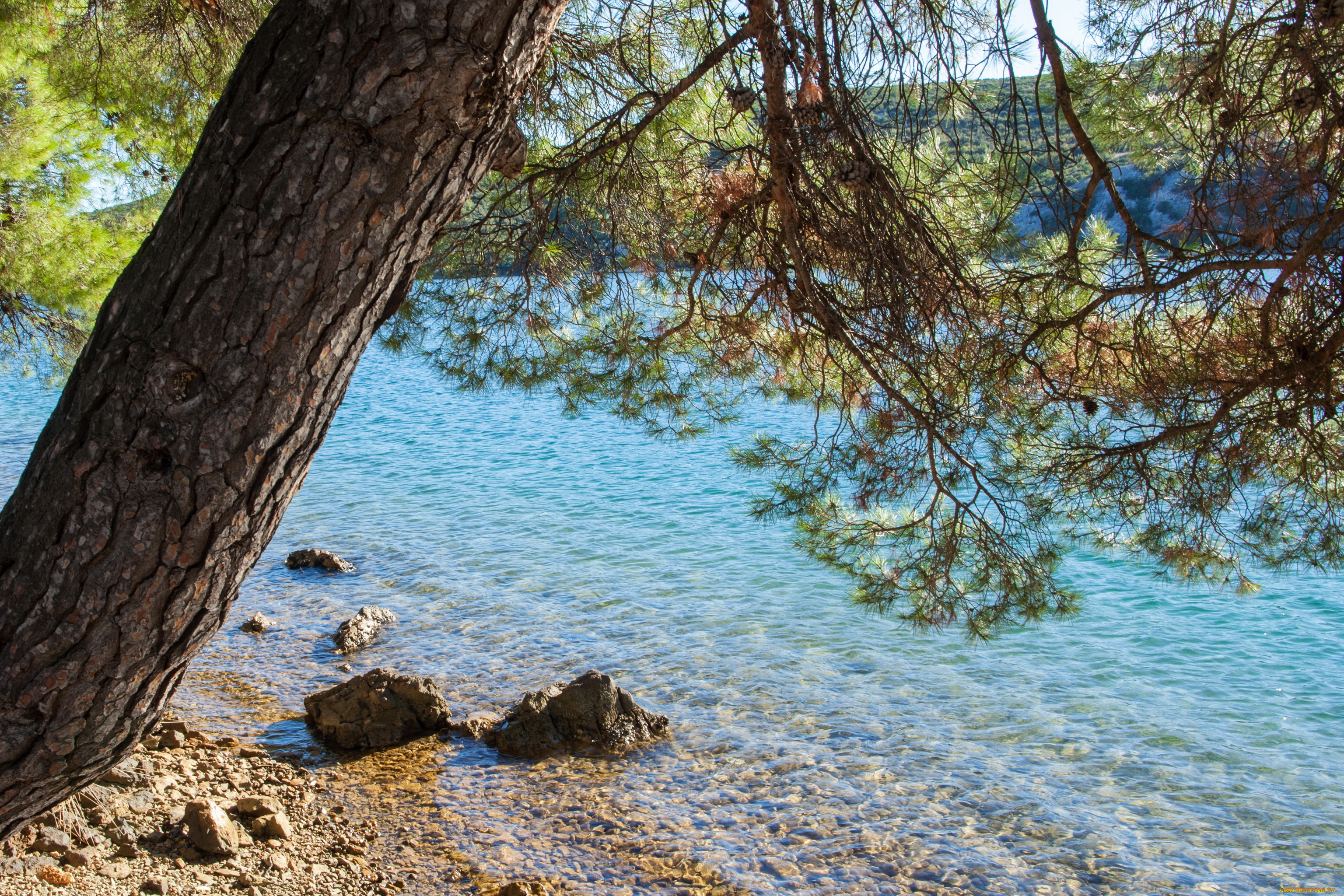 sibenik, , croatia, природа, реки, озера, хорватия, дерево, sibenik, croatia, река