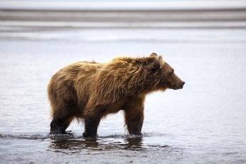 Картинка животные медведи берег вода бурый медведь