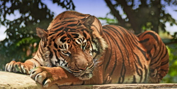 Картинка животные тигры взгляд хищник дикая кошка тигр