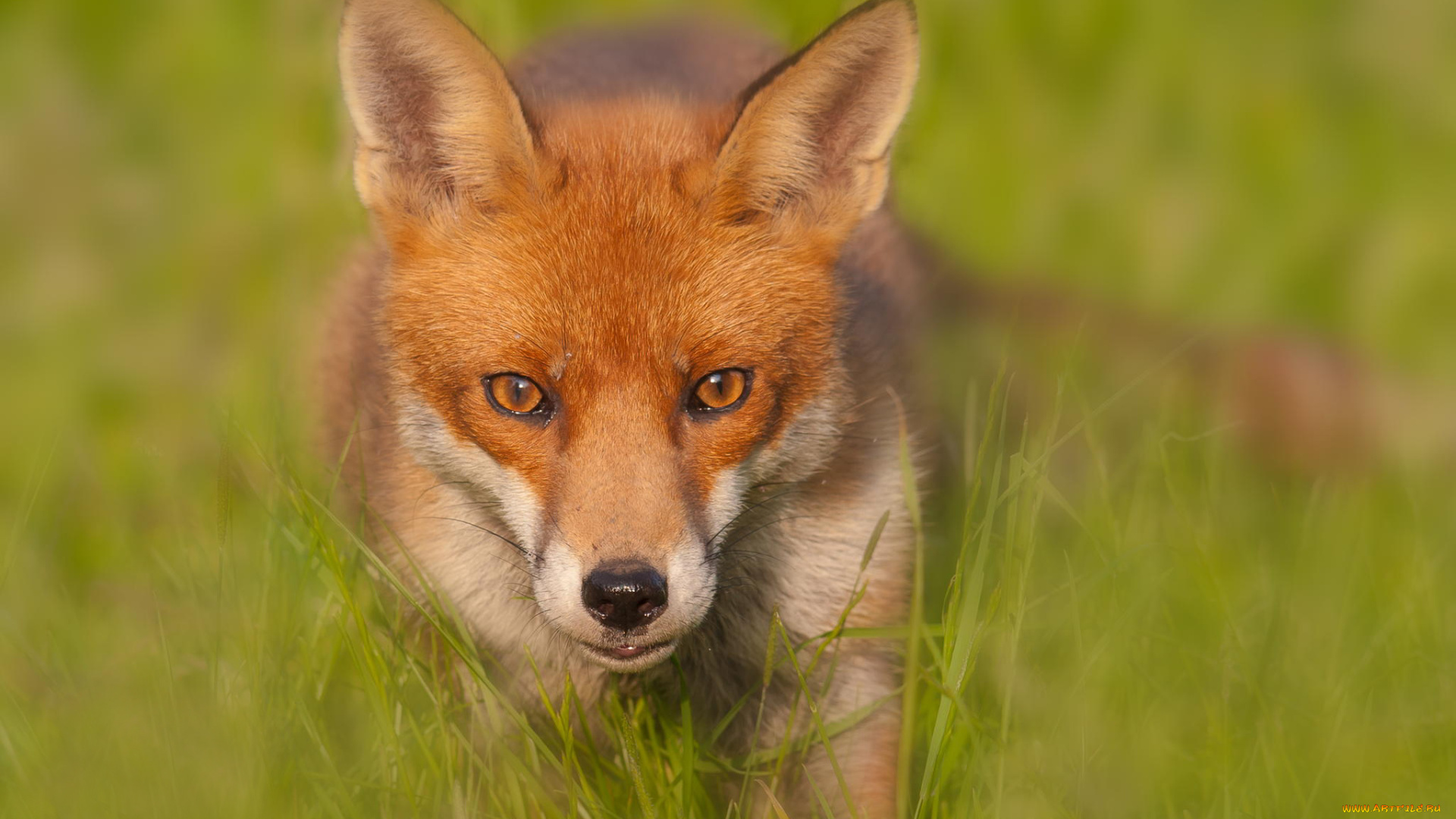 животные, лисы, red, fox, лиса