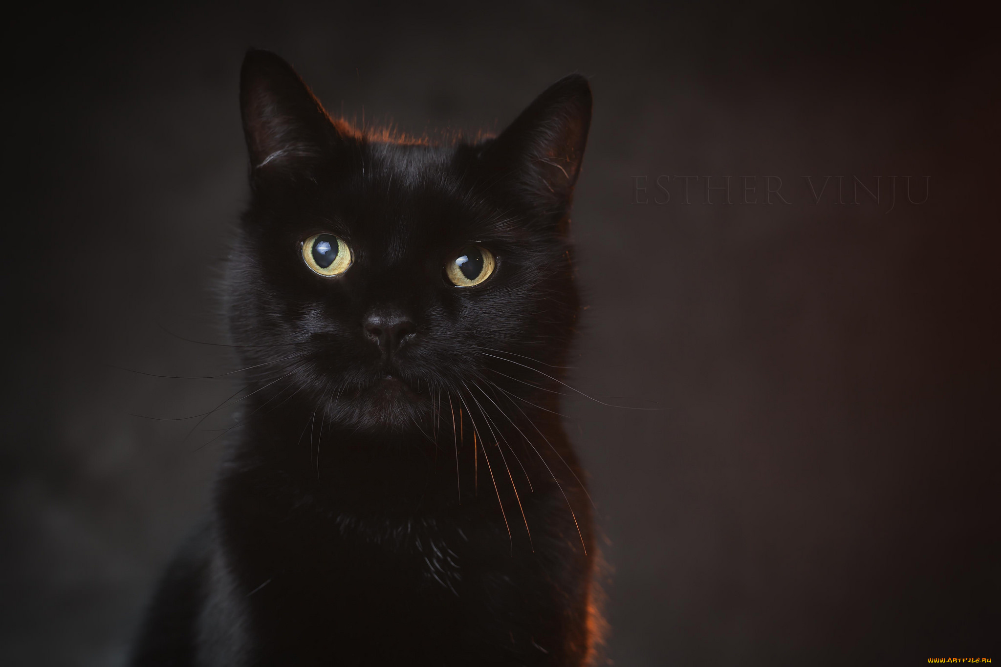 животные, коты, киса, коте, взгляд, чёрный, портрет