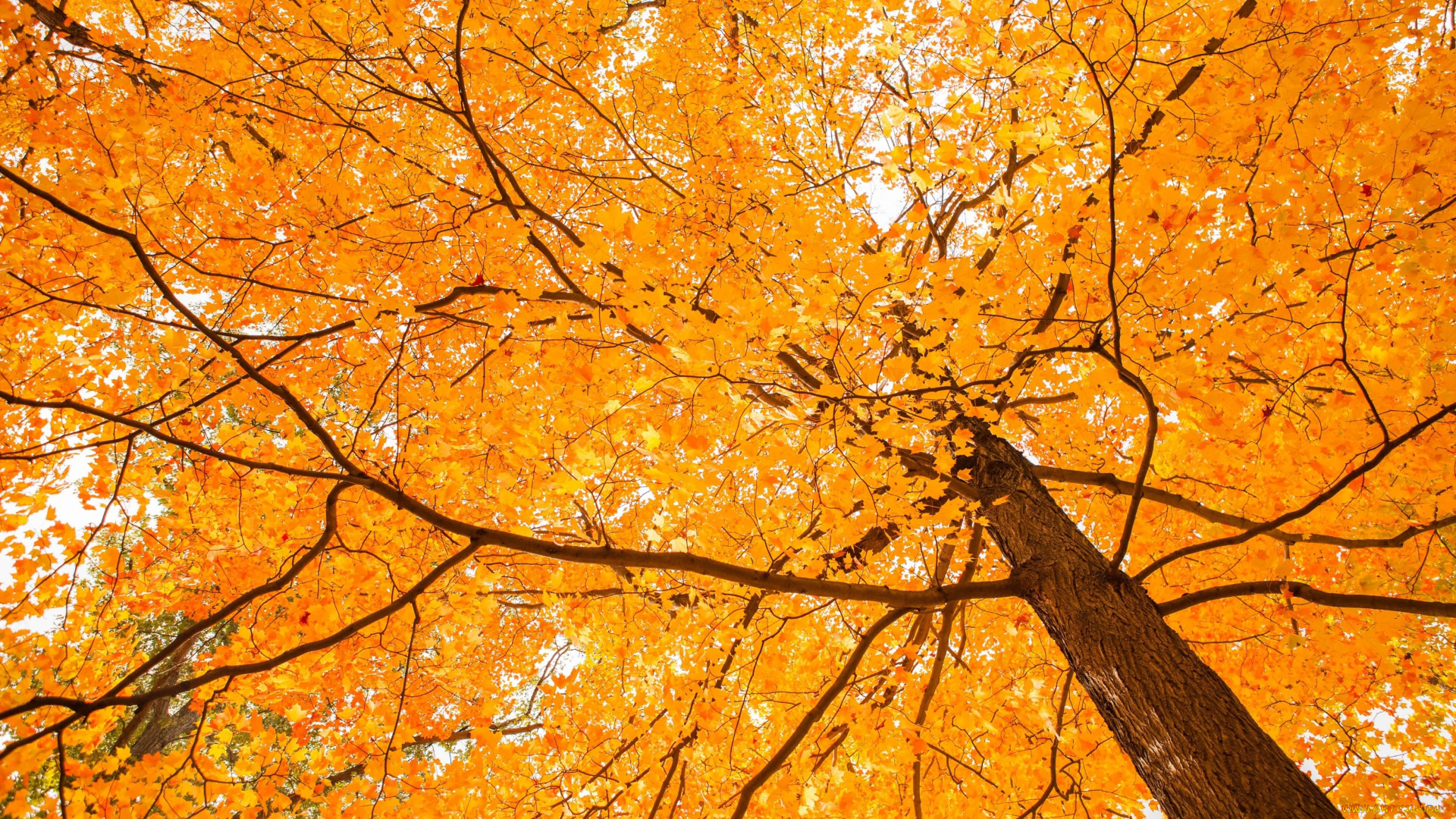 природа, деревья, осень, листья, дерево