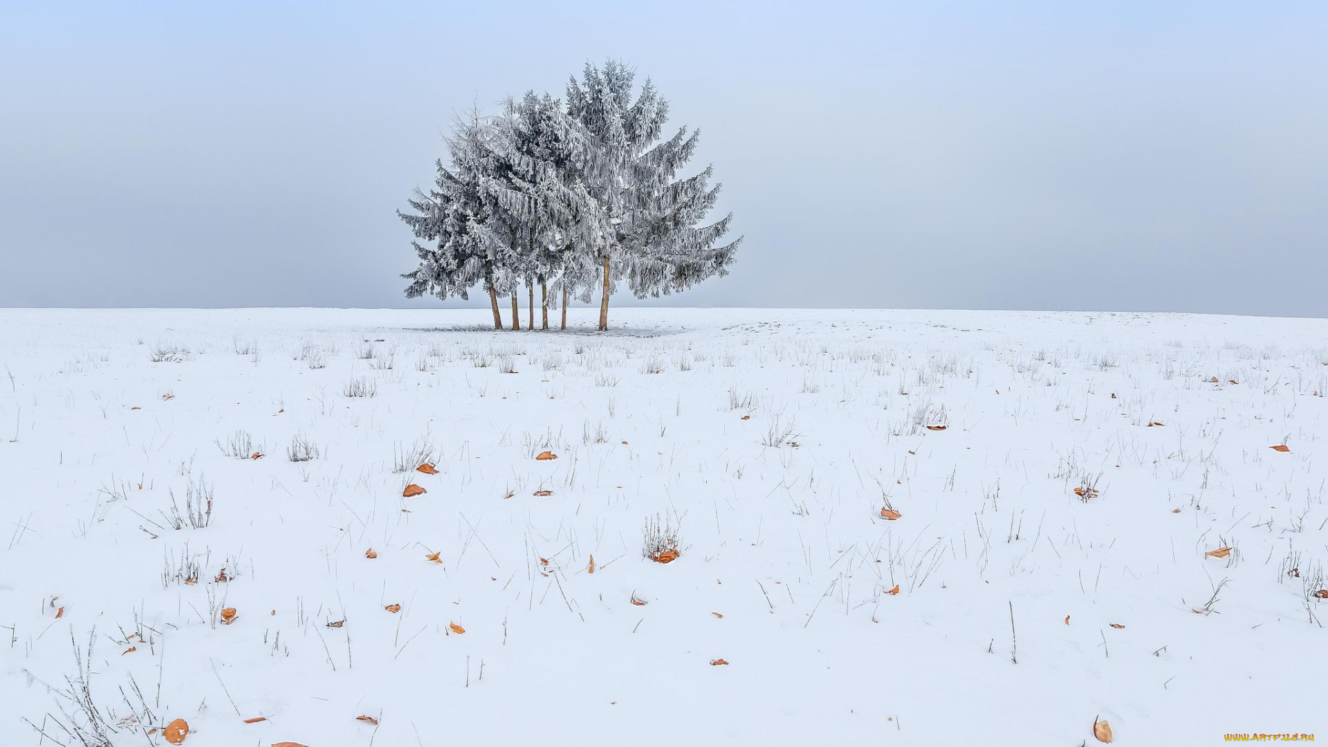 природа, деревья, снег