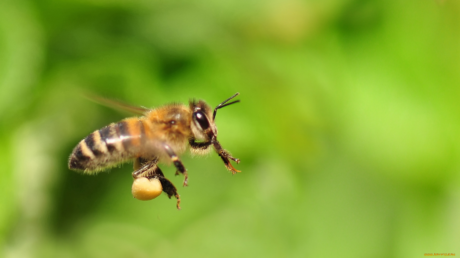 животные, пчелы, , осы, , шмели, пчела, полет