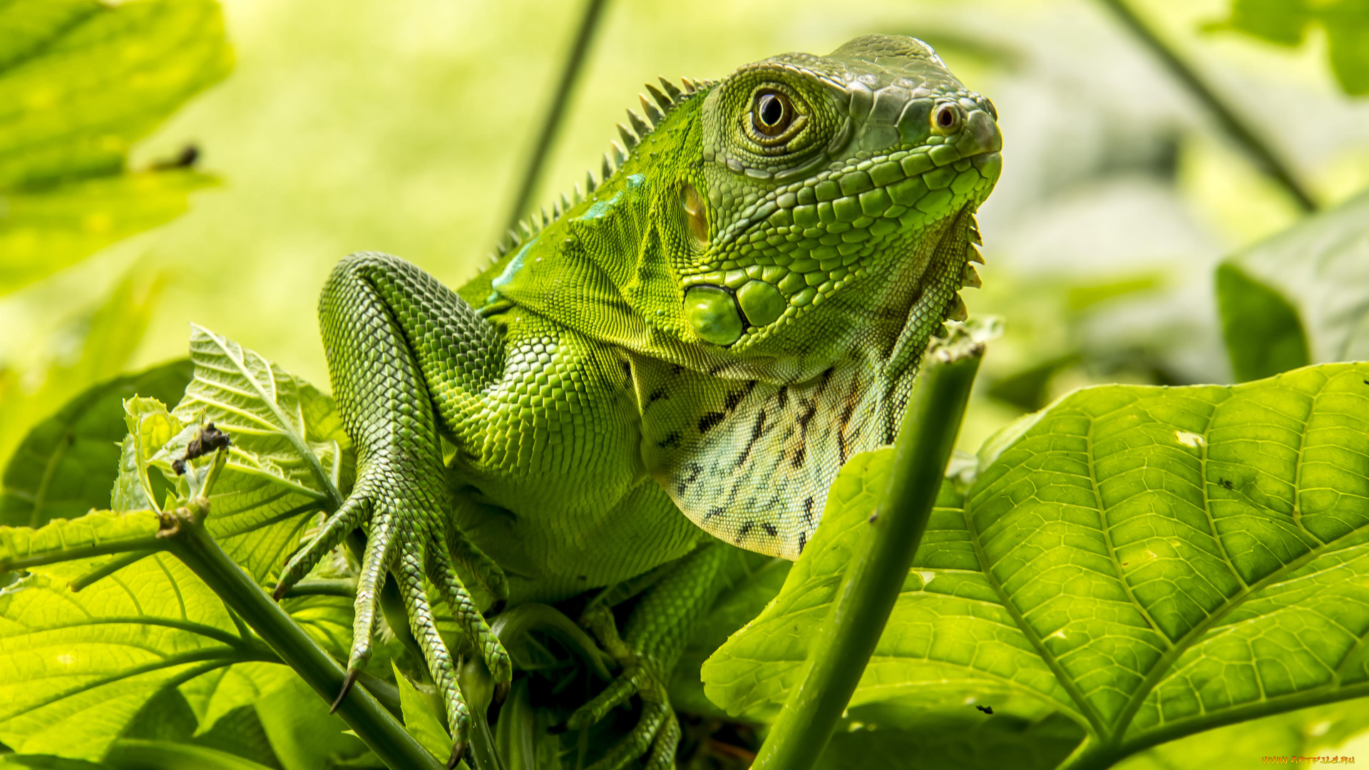 животные, Ящерицы, , игуаны, , вараны, iguana, игуана, ящерица, относится, к, классу, пресмыкающиеся