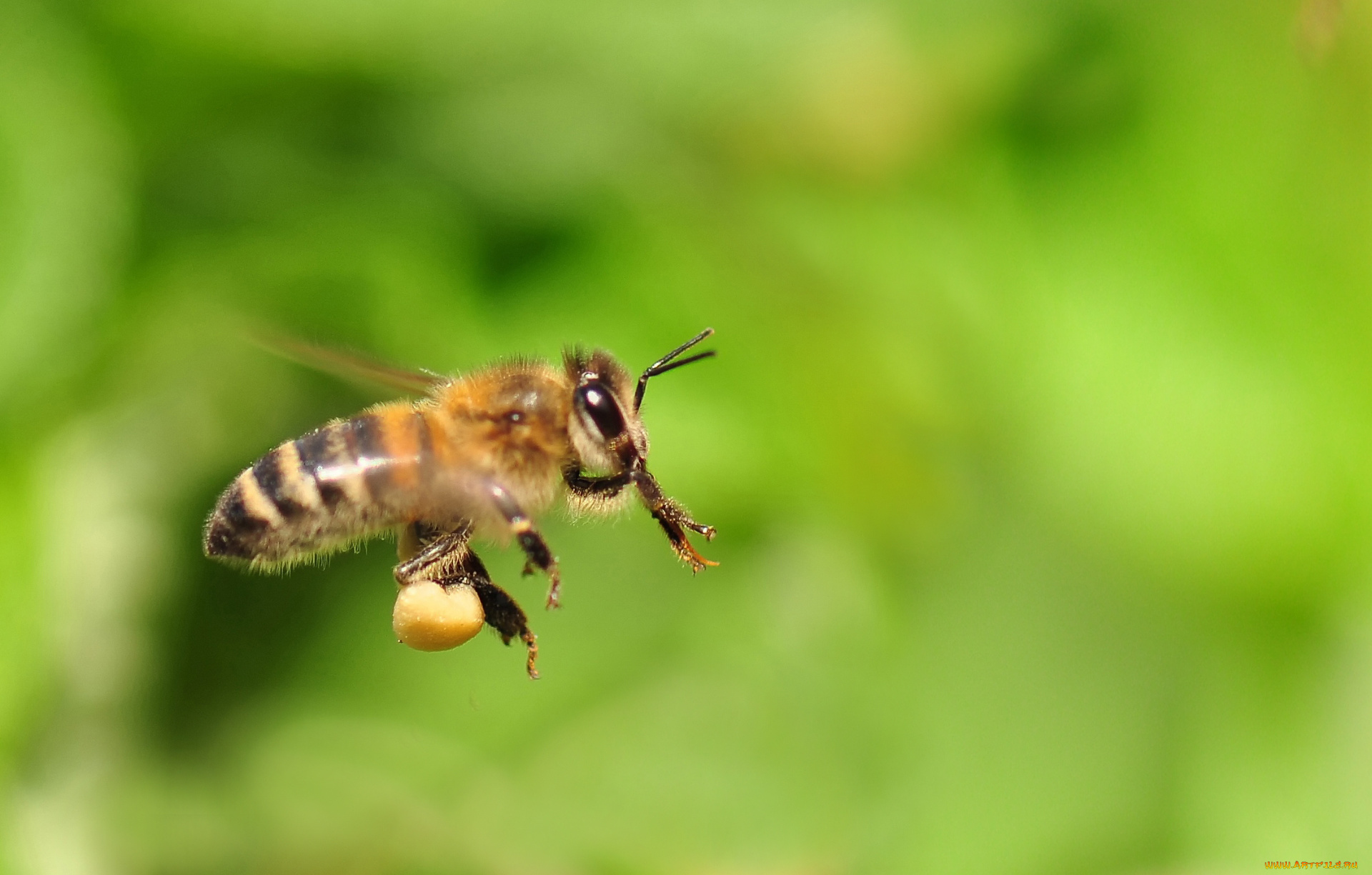 животные, пчелы, , осы, , шмели, пчела, полет