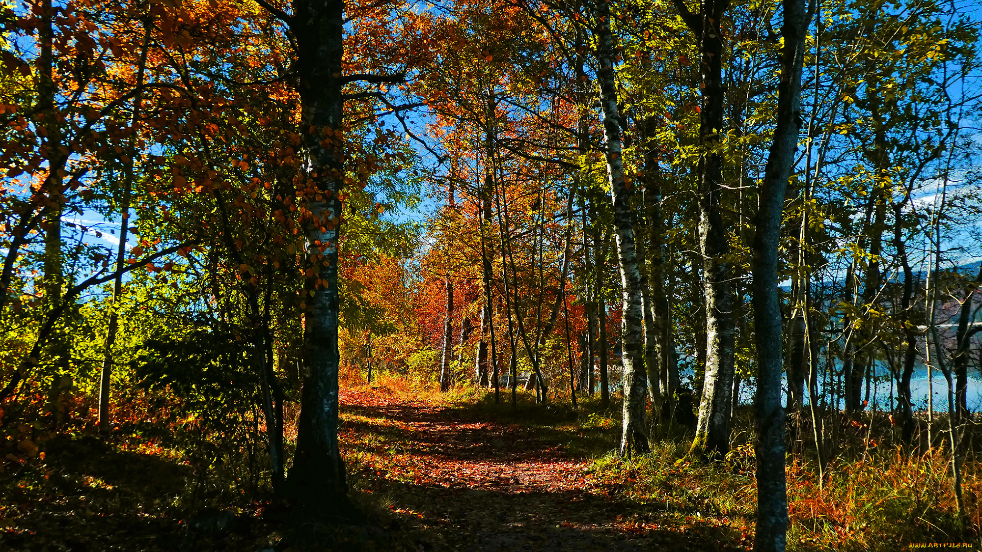 природа, дороги, река, лес