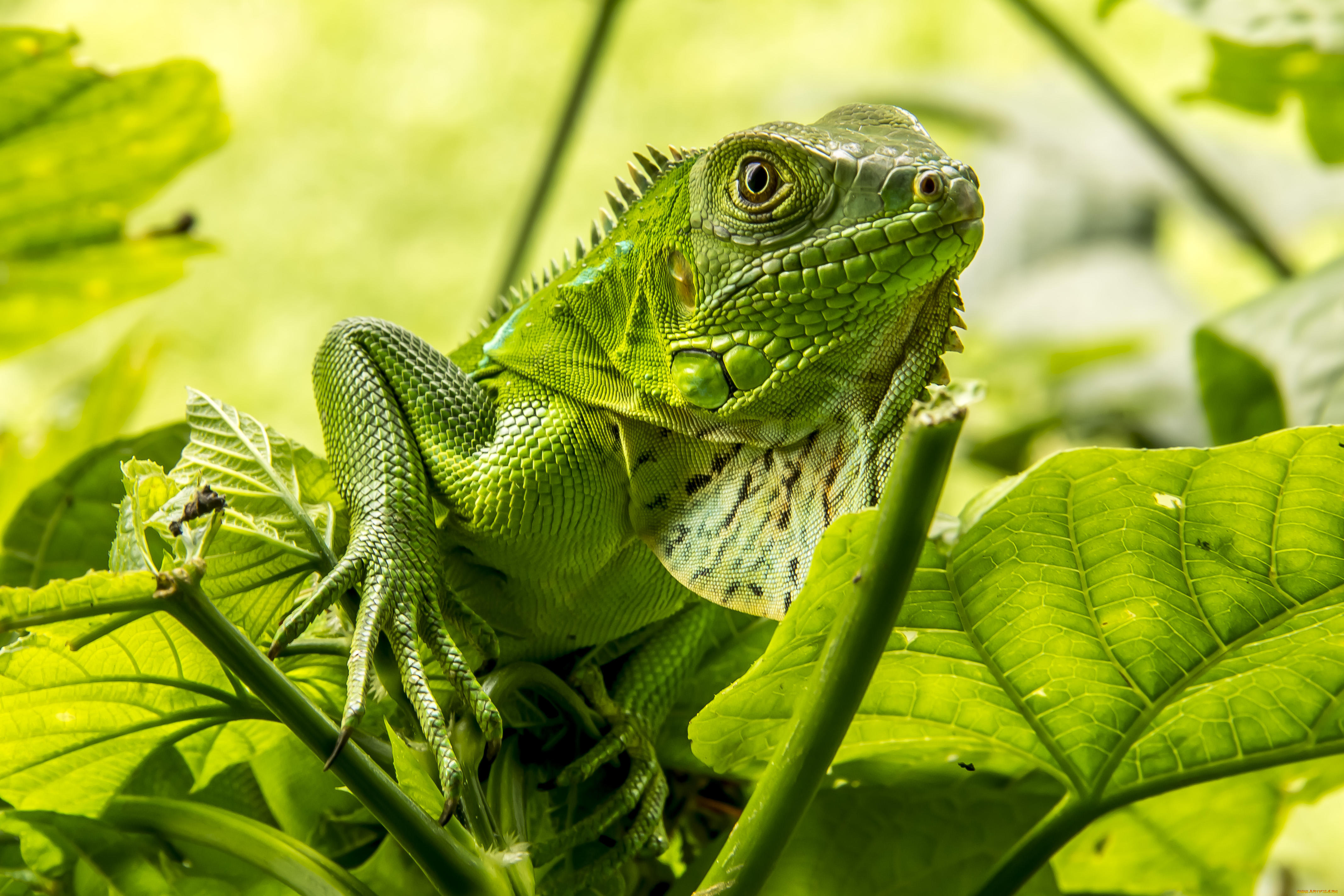 животные, Ящерицы, , игуаны, , вараны, iguana, игуана, ящерица, относится, к, классу, пресмыкающиеся