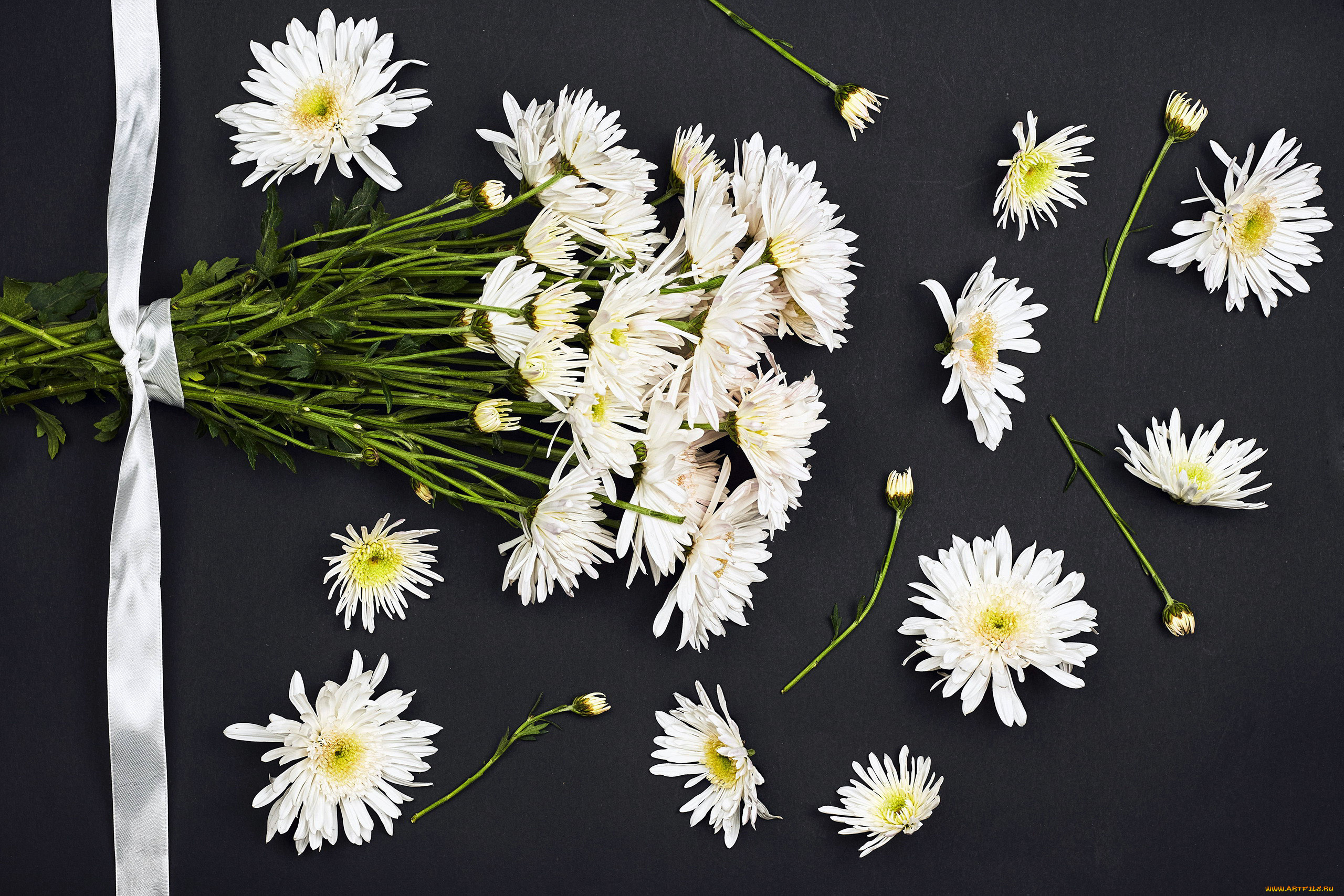 цветы, хризантемы, белые, лента