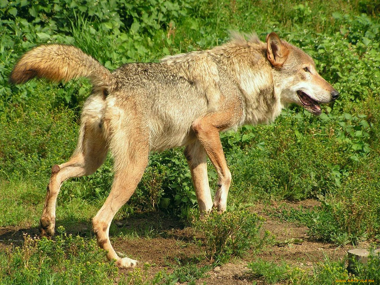 автор, игорь, андронов, животные, волки