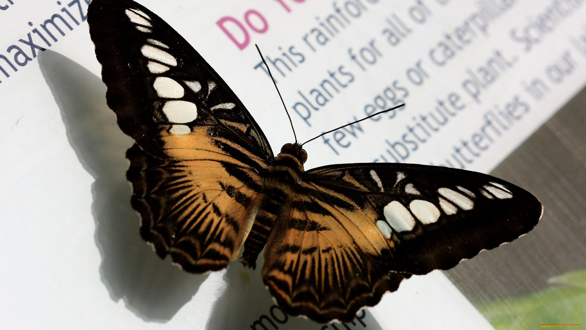 животные, бабочки, крылья, книга, буквы