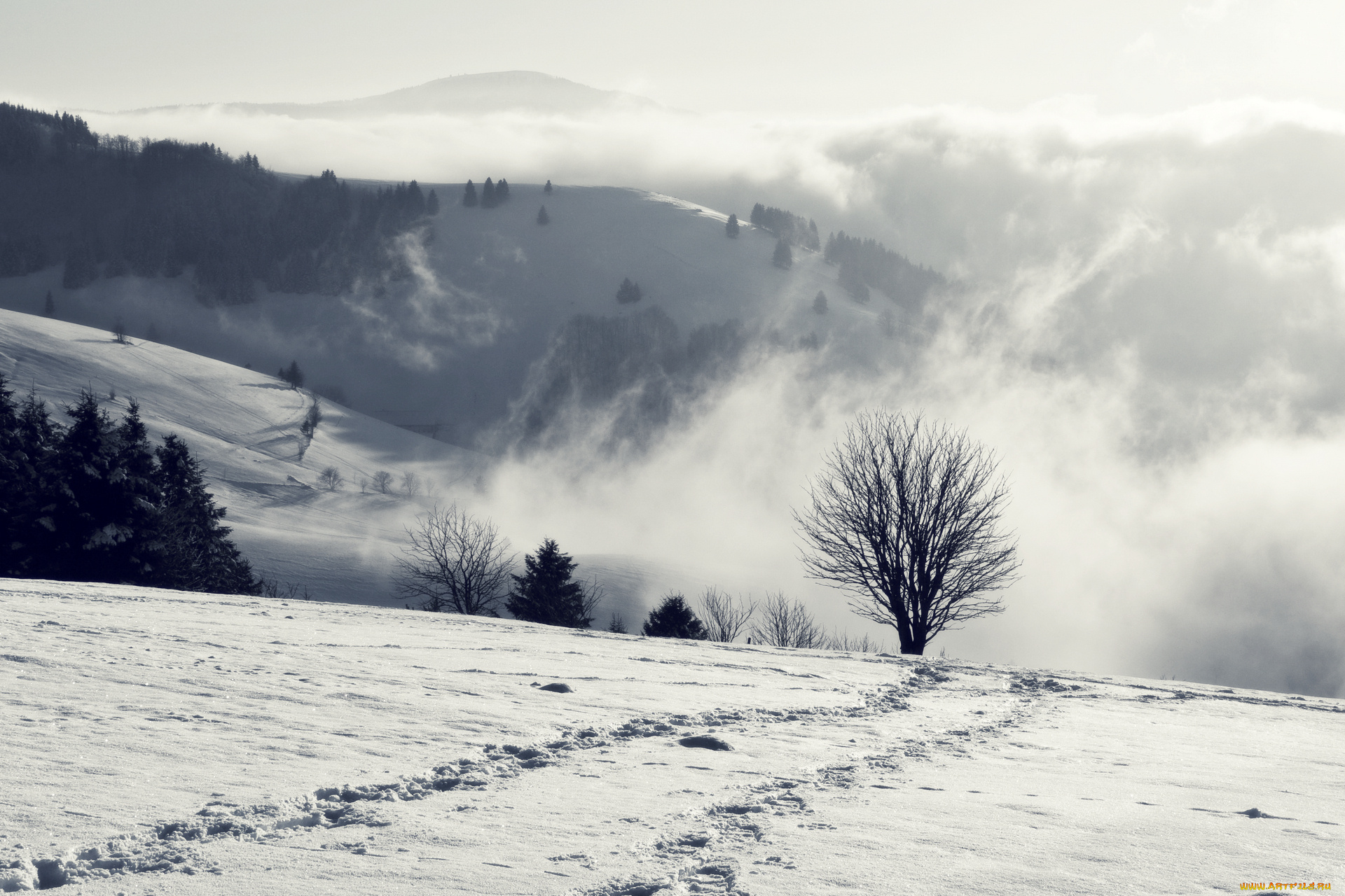 природа, зима, снег, дымка, дерево, горы