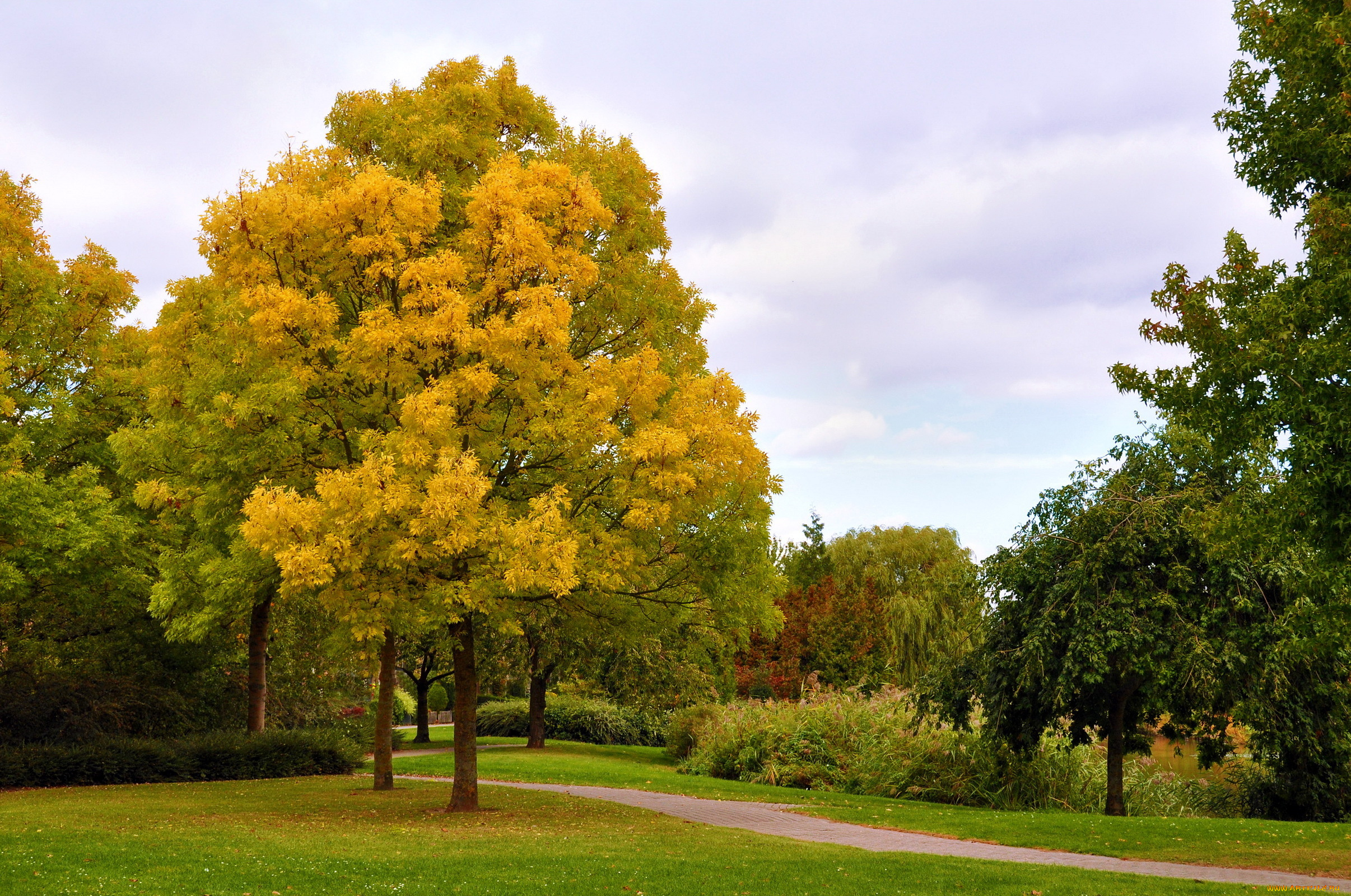 природа, парк, аллея, осень, деревья