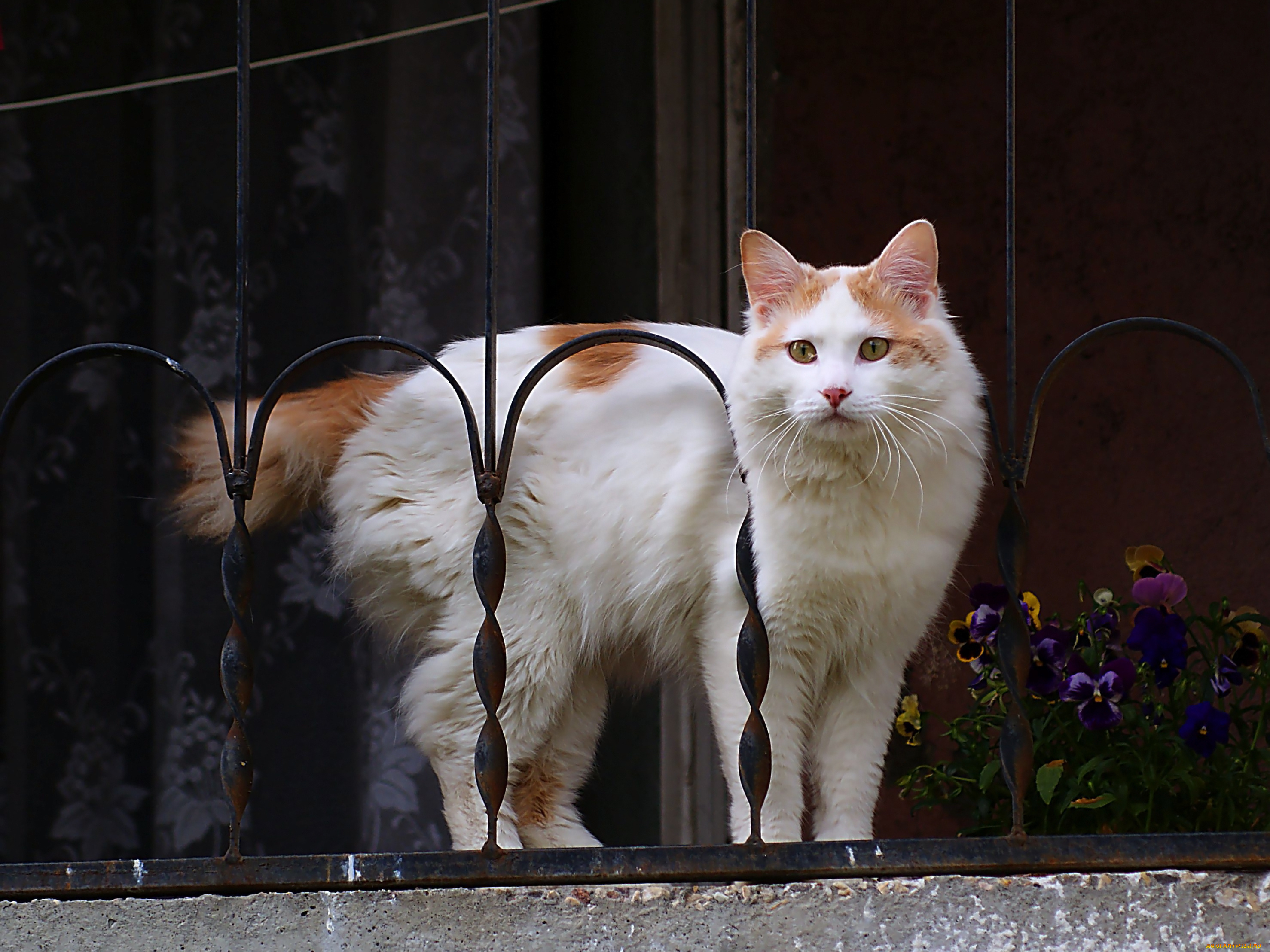 животные, коты, кошка, балкон, цветы