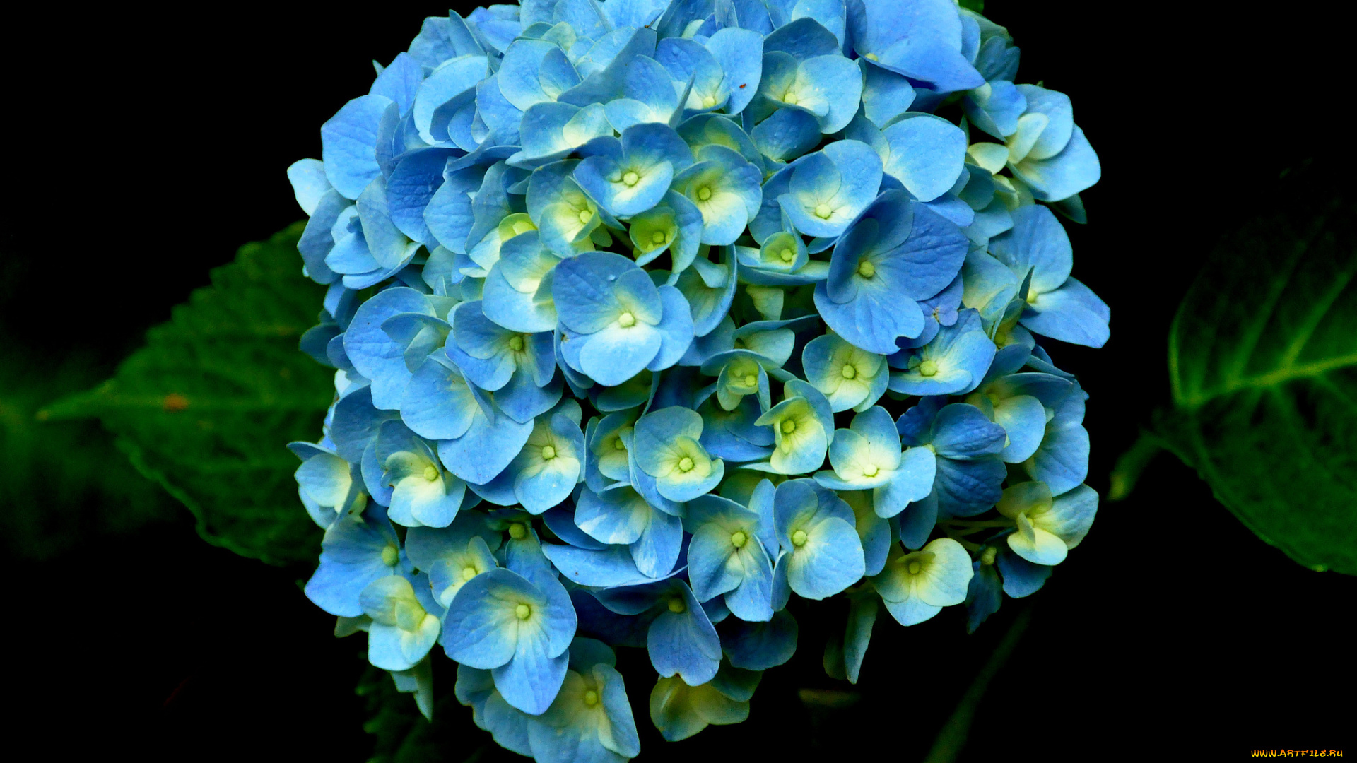 цветы, гортензия, голубой, шар