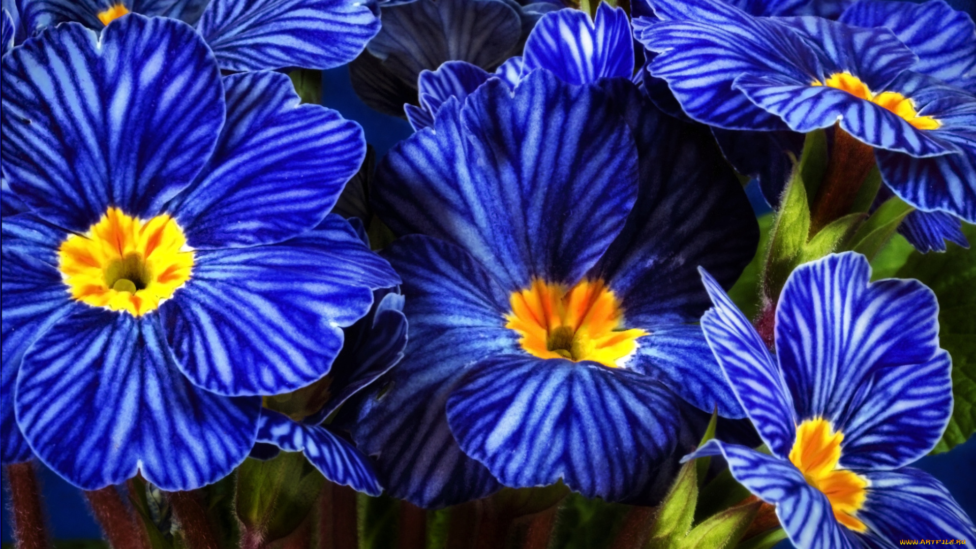 цветы, примулы, синий