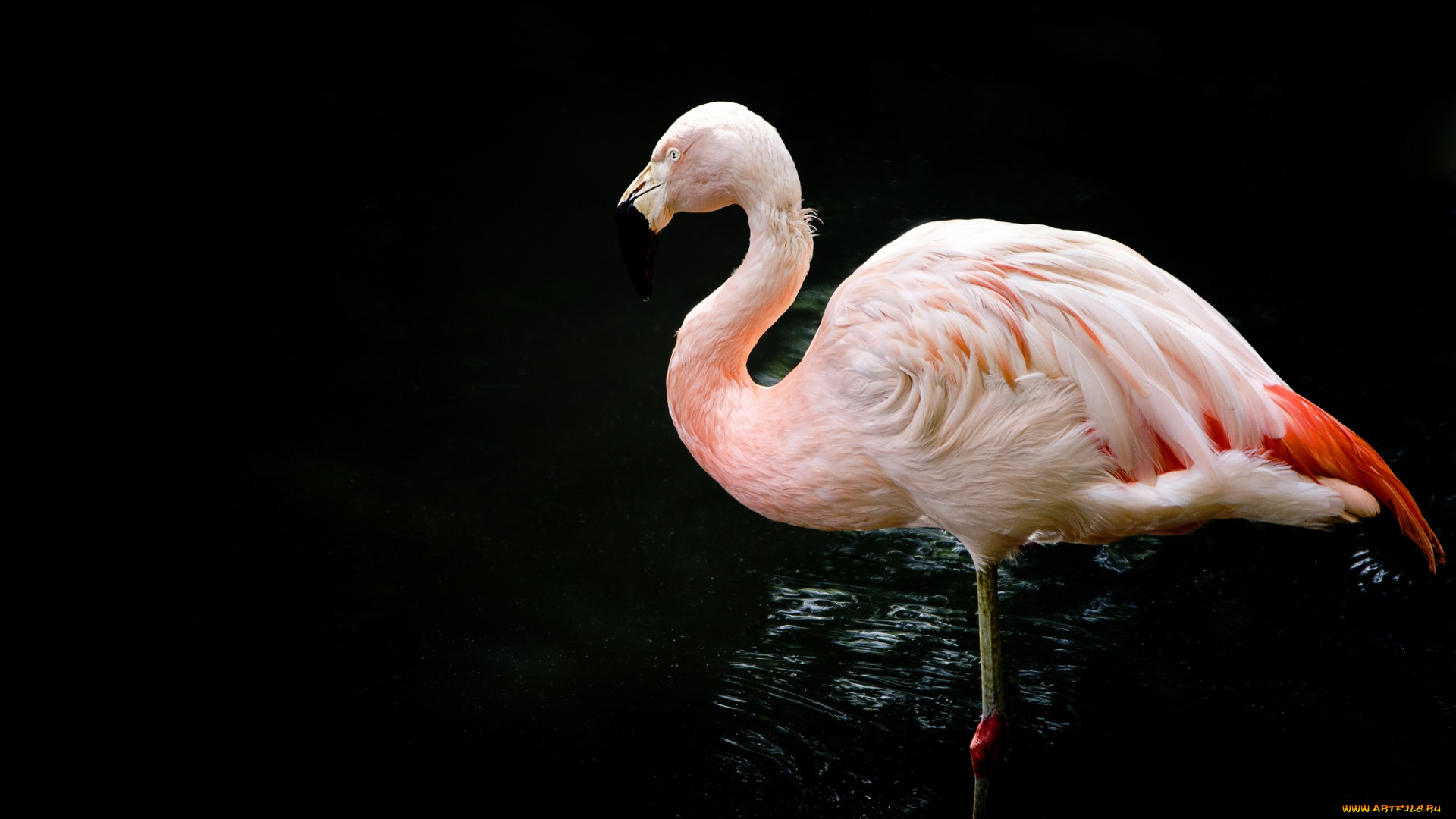 животные, фламинго, розовый, перья