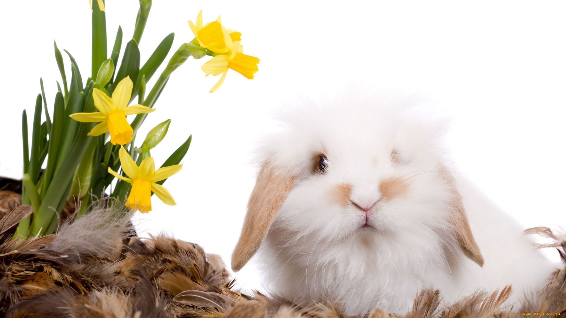 животные, кролики, зайцы, кролик, нарциссы, цветы, перья